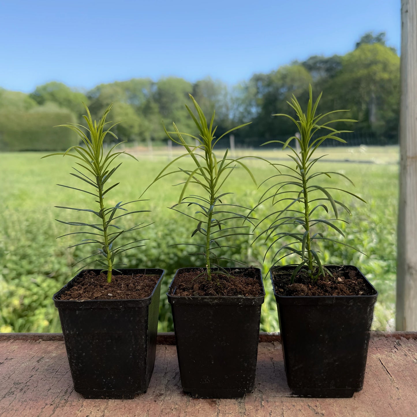 
                  
                    Three young Japanese Plum Yew Trees (Cephalotaxus harringtonii) with narrow leaves are lined up outdoors on a wooden surface, backed by a green field and trees. This evergreen shrub features attractive foliage and edible fruits.
                  
                