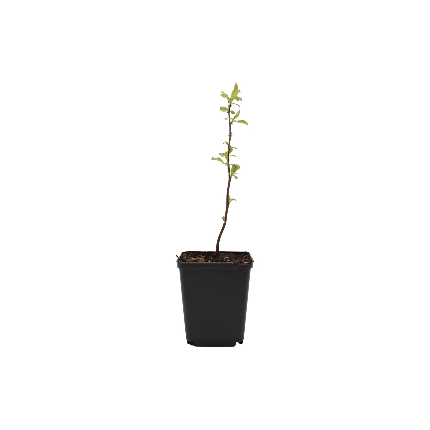 A Japanese Quince Plant (Chaenomeles japonica) with green leaves in a black plastic pot against a white background—a hardy shrub ideal for UK gardens.