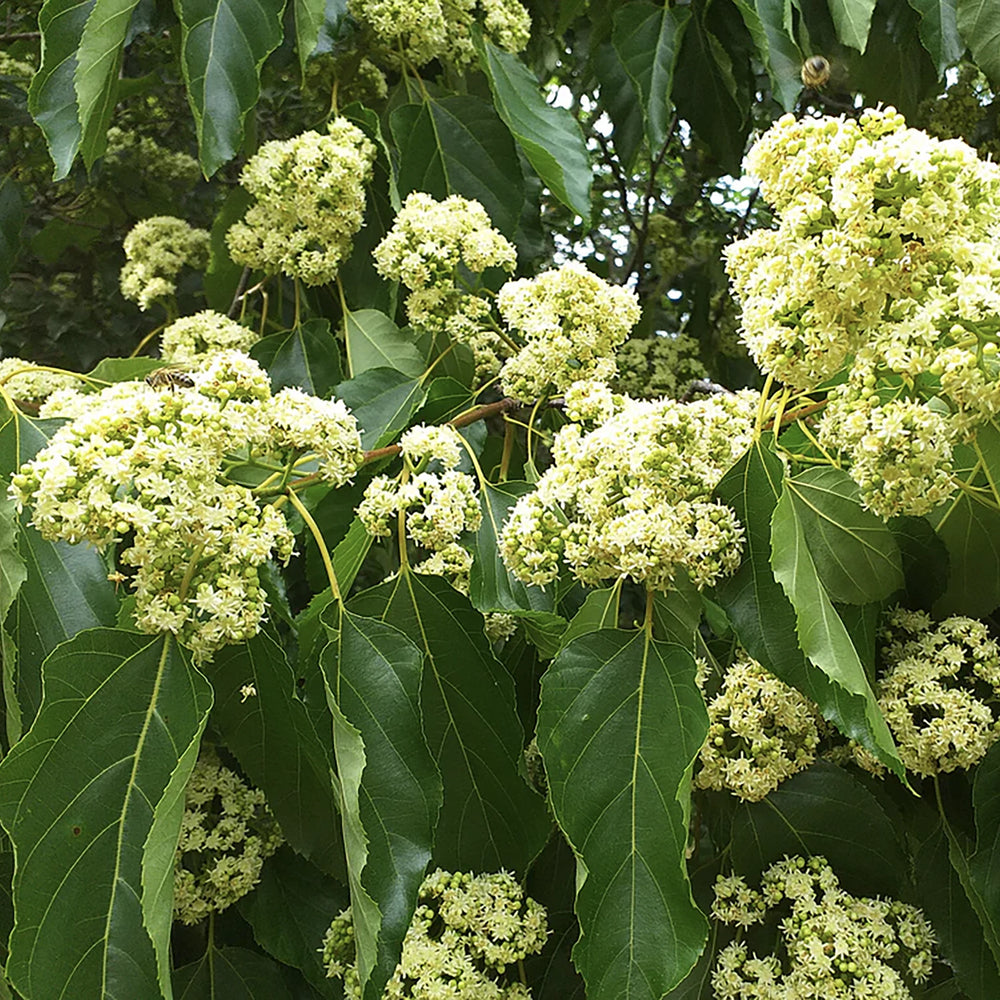 Japanese Raisin Tree (Hovenia dulcis) | Plants | The Wasabi Company