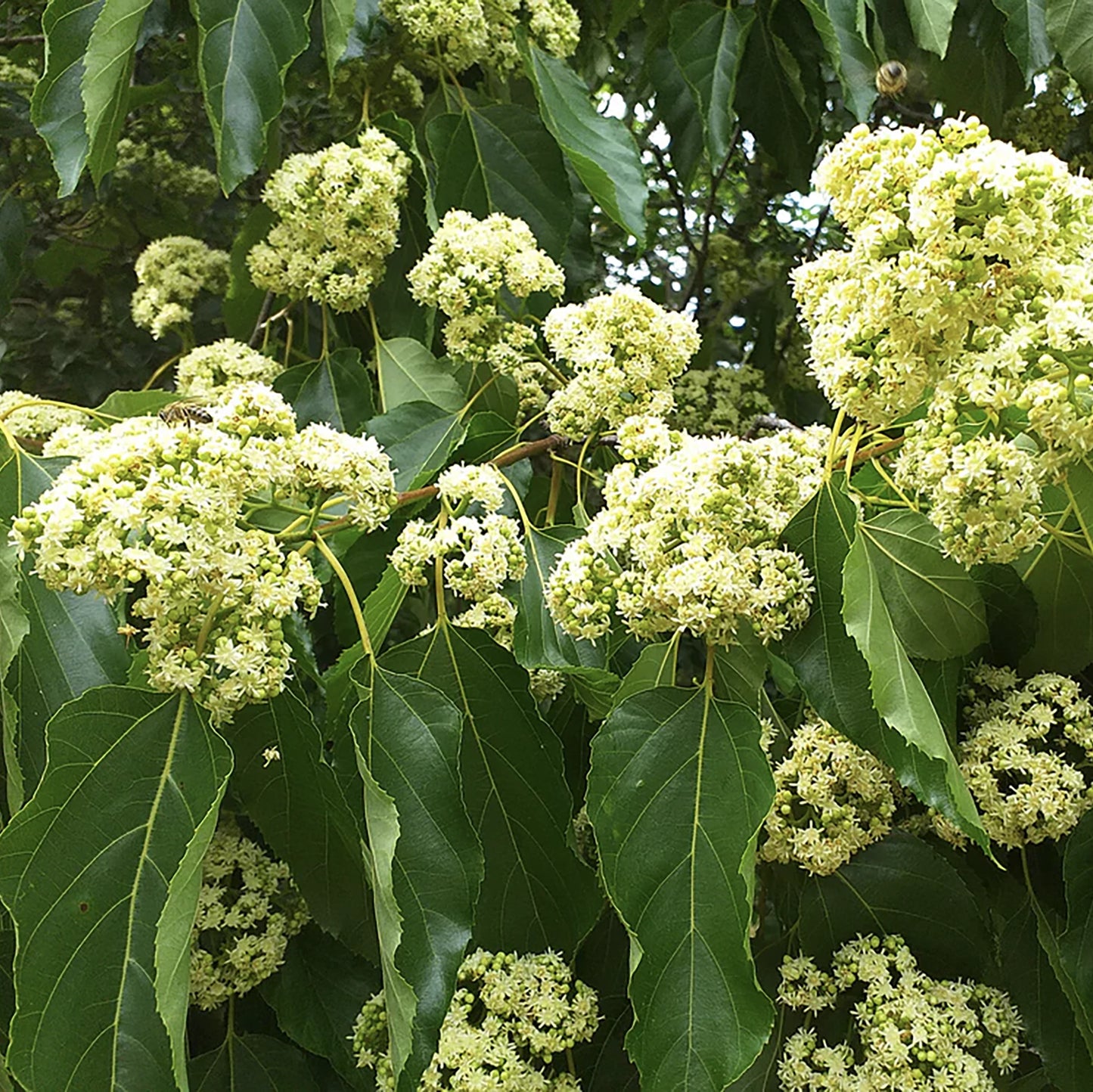 
                  
                    Clusters of small, pale yellow flowers bloom among elongated green leaves on the hardy, deciduous Japanese Raisin Tree (Hovenia dulcis) branch in natural light.
                  
                