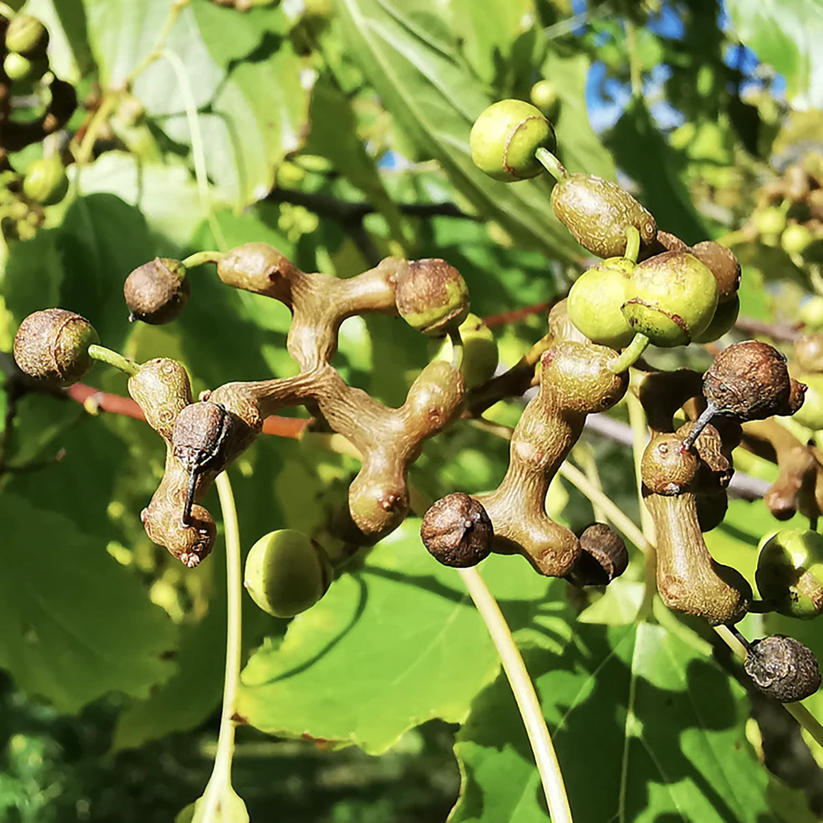 Japanese Raisin Tree (Hovenia dulcis) | Plants | The Wasabi Company
