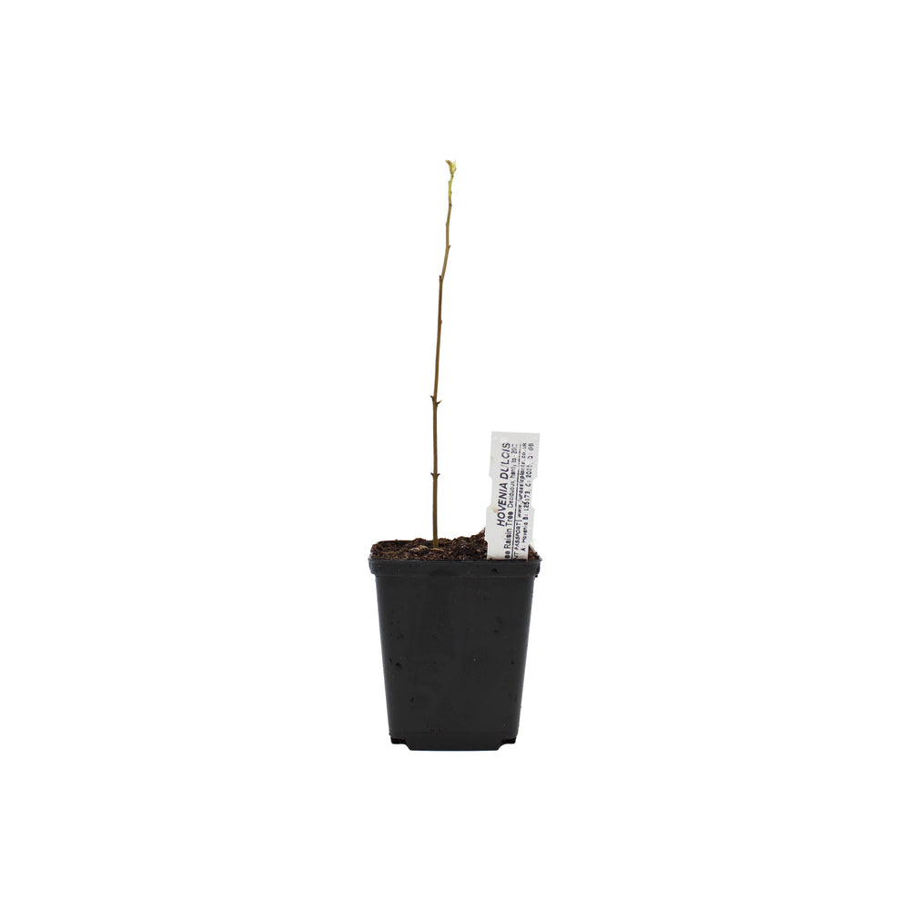 Japanese Raisin Tree (Hovenia dulcis) | Plants | The Wasabi Company