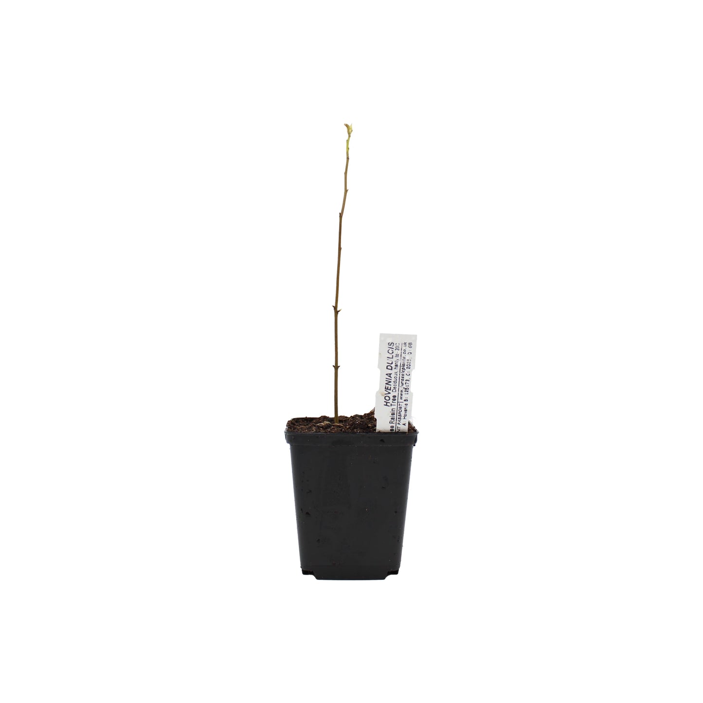 A young, thin Japanese Raisin Tree (Hovenia dulcis) seedling in a small black plastic pot with soil and a white label. This hardy deciduous tree is prized for its unique edible fruit.