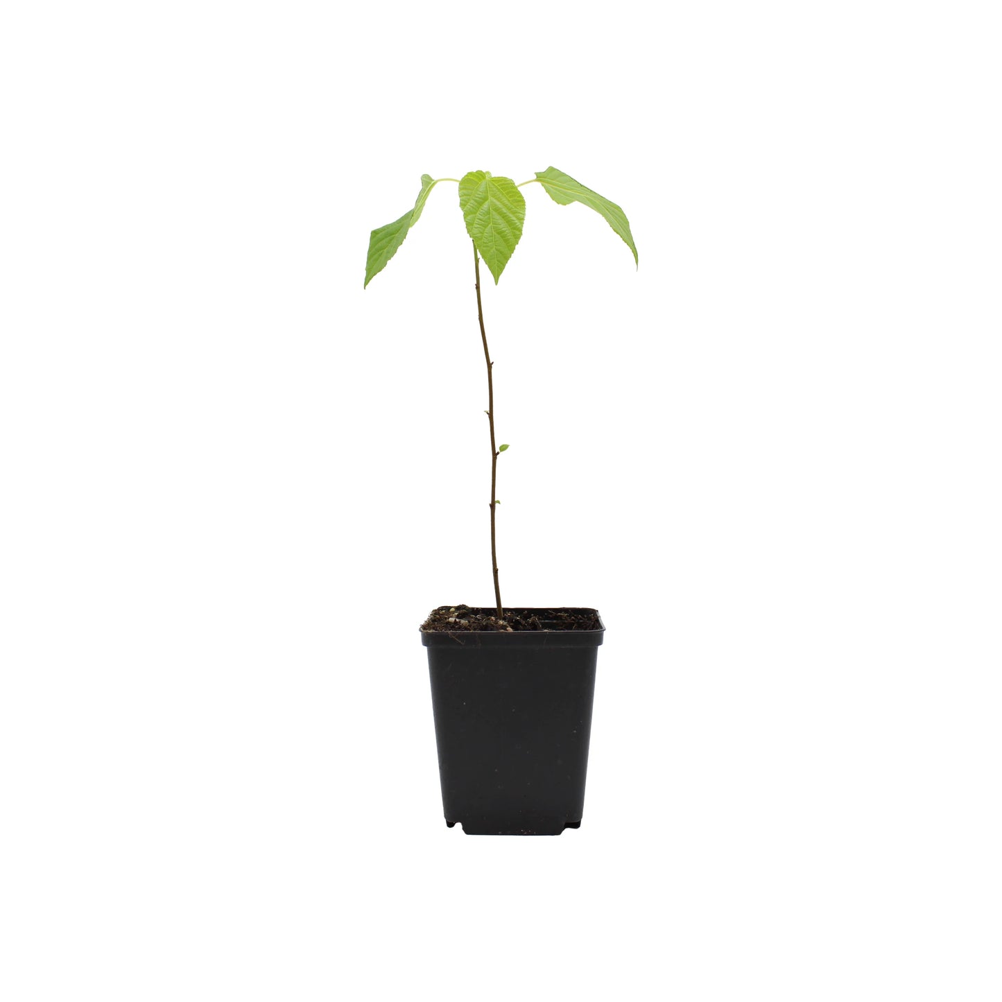 A small potted Japanese Raisin Tree (Hovenia dulcis) with a thin stem and green leaves, set against a plain white background. This hardy deciduous tree is valued for its attractive foliage.