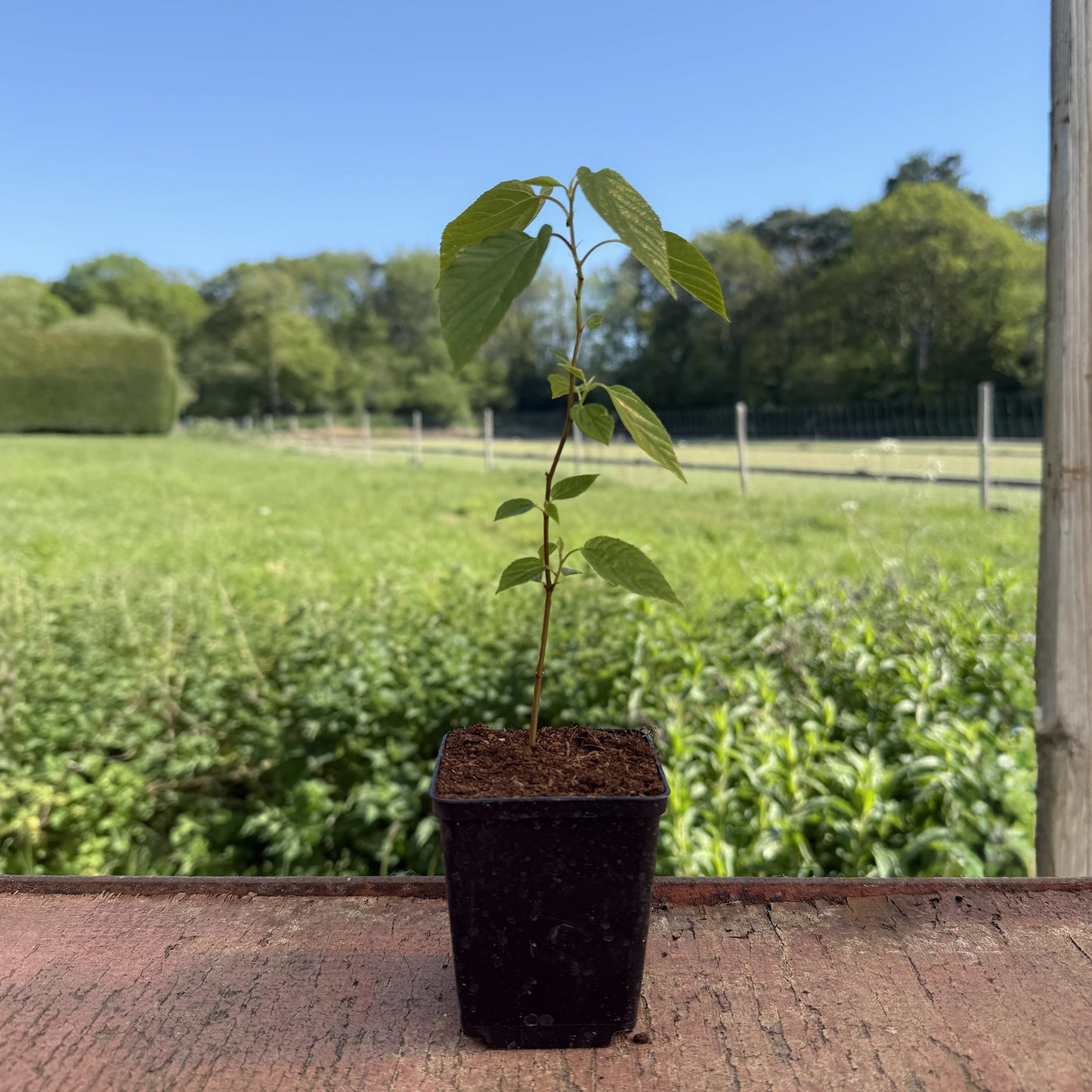
                  
                    A Japanese Raisin Tree (Hovenia dulcis) sapling in a small black pot sits on wood outdoors, with grass and trees behind it under a blue sky—an intriguing edible fruit tree to add to your garden.
                  
                