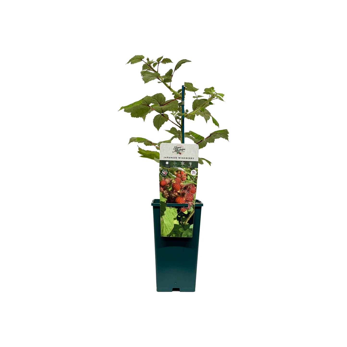 Japanese Wineberry Plant in a green pot with a label displaying the vibrant wineberry fruit and foliage, isolated on a white background—a distinctive berry plant ideal for growing as an ornamental fruit bush in your garden.