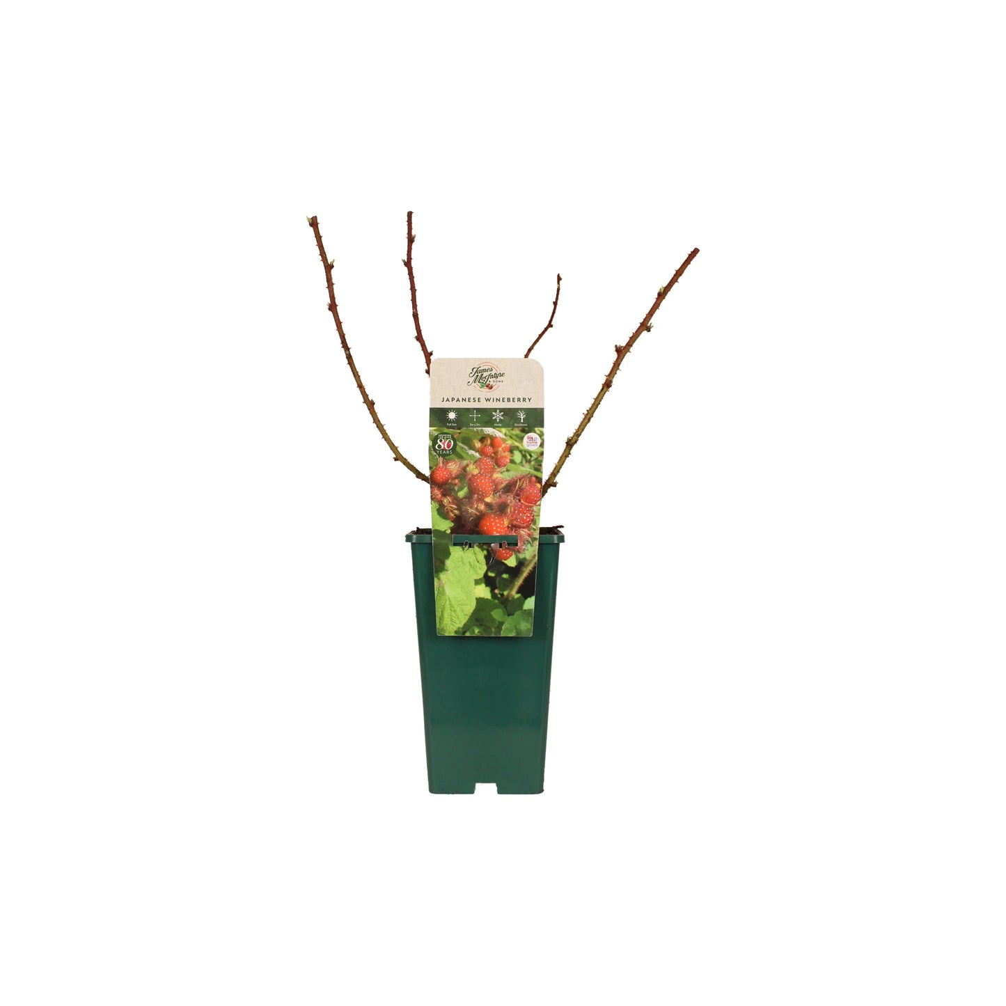 The Japanese Wineberry Plant comes potted with bare branches in a green container and a label showing red berries and green leaves. This ornamental climber is valued for its unique flavour and striking appearance.