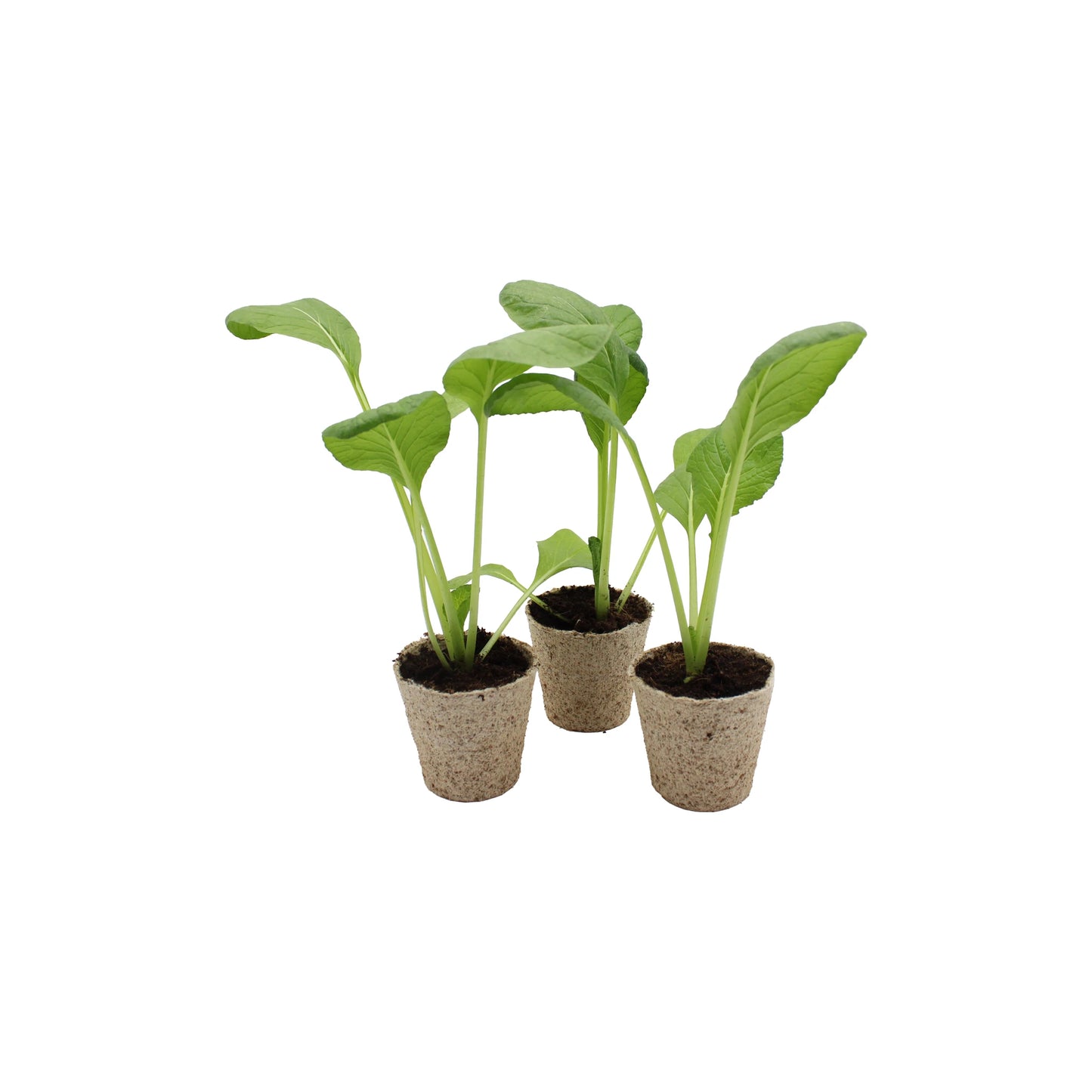 Set of 3 Komatsuna (Japanese Mustard Spinach) starter plants in biodegradable pots, displayed on a white background.