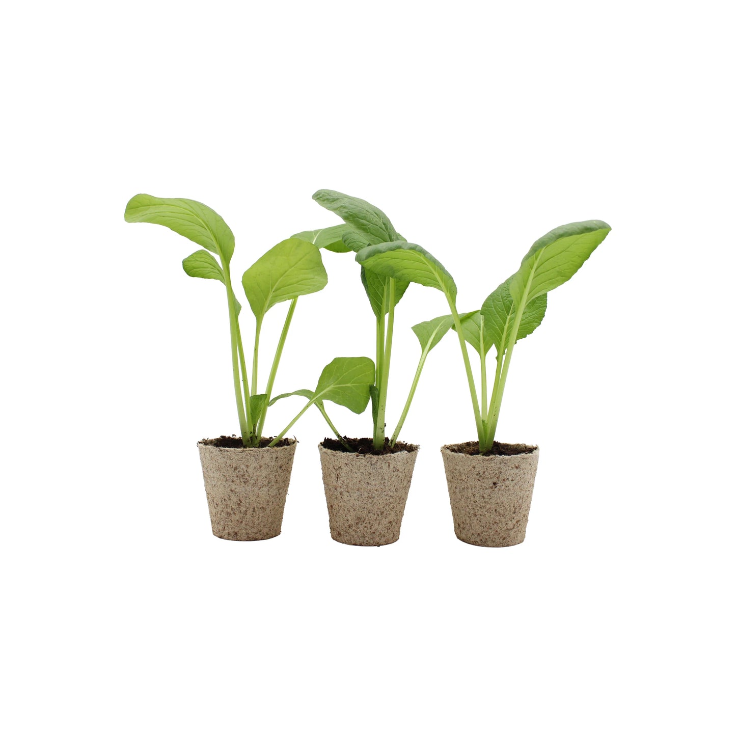 The Komatsuna (Japanese Mustard Spinach) - Set of 3 includes small starter plants with broad leafy greens, each growing in its own biodegradable pot filled with soil and arranged side by side against a white background.