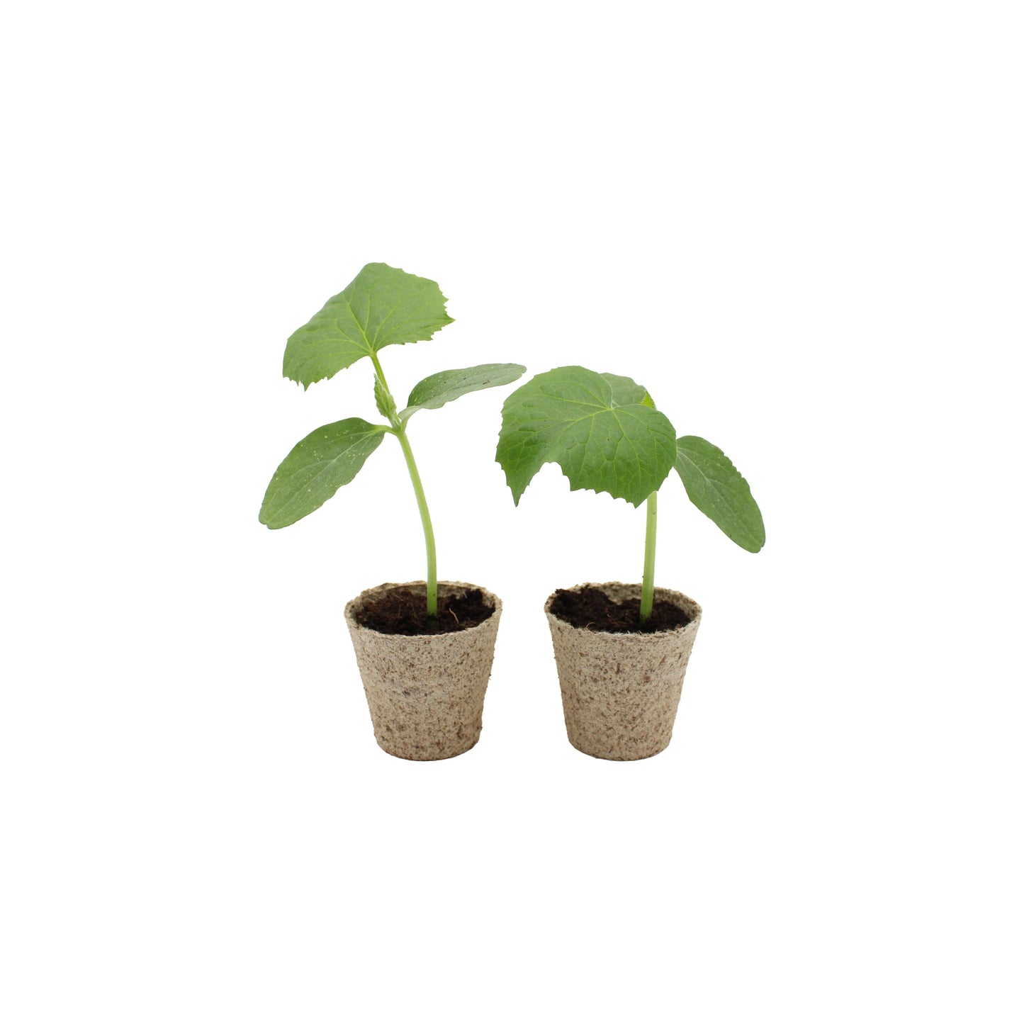 Set of 2 Japanese Cucumber Kyuri 'Bon Odori' starter plants in biodegradable pots with soil, isolated on a white background.