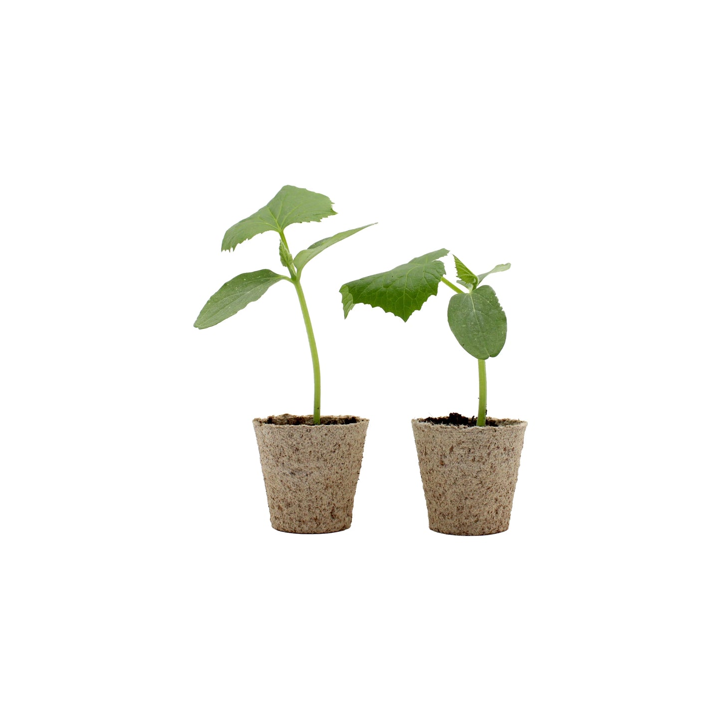 Set of 2 Japanese Cucumber Kyuri 'Bon Odori' starter plants in small biodegradable pots, shown on a white background.