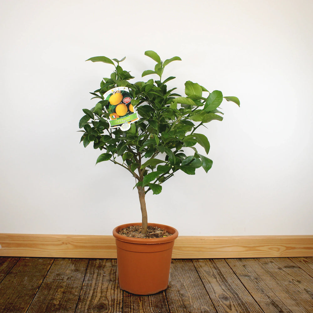 Meyer Lemon Tree | Japanese Citrus
