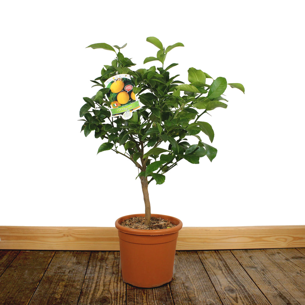 Meyer Lemon Tree