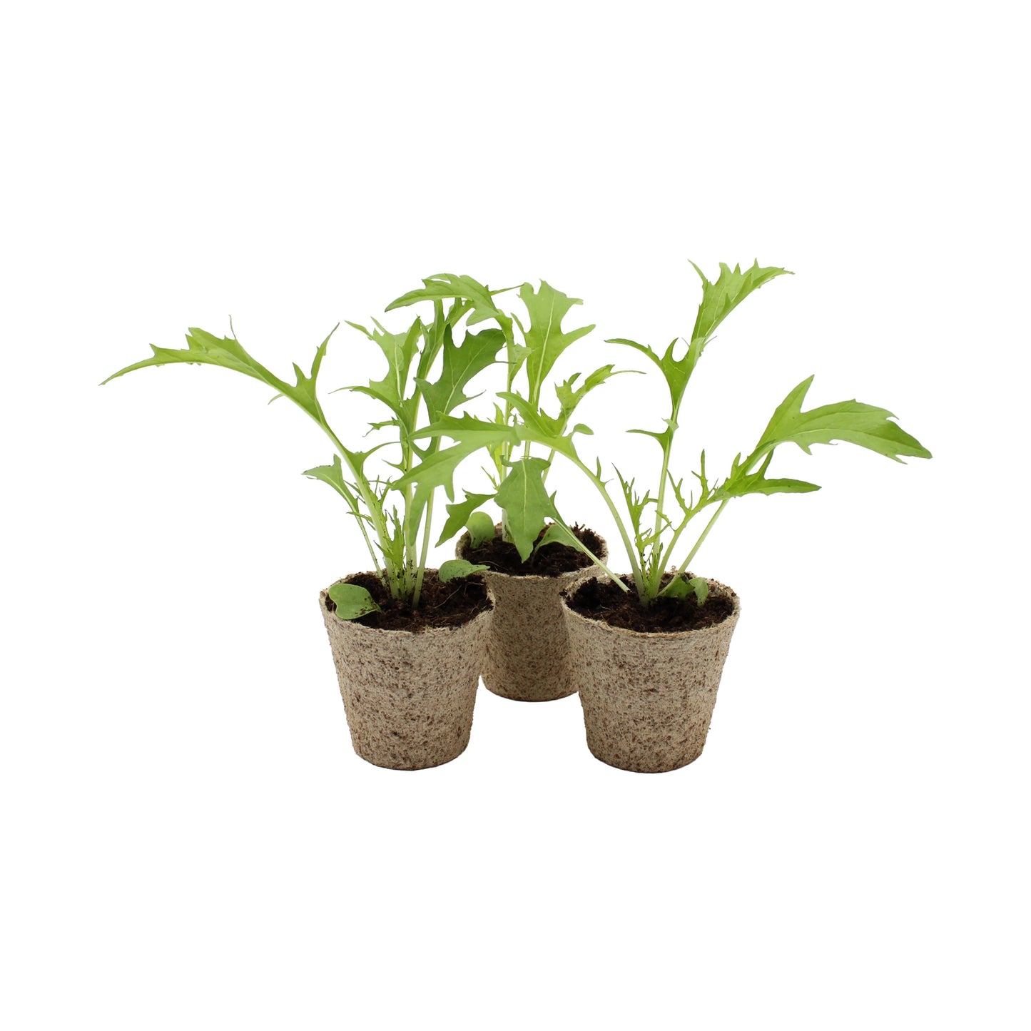 The Mizuna (Japanese Mustard Greens) - Set of 3 features small starter plants in biodegradable pots, ideal for kickstarting your kitchen garden with fresh, green Japanese mustard greens.