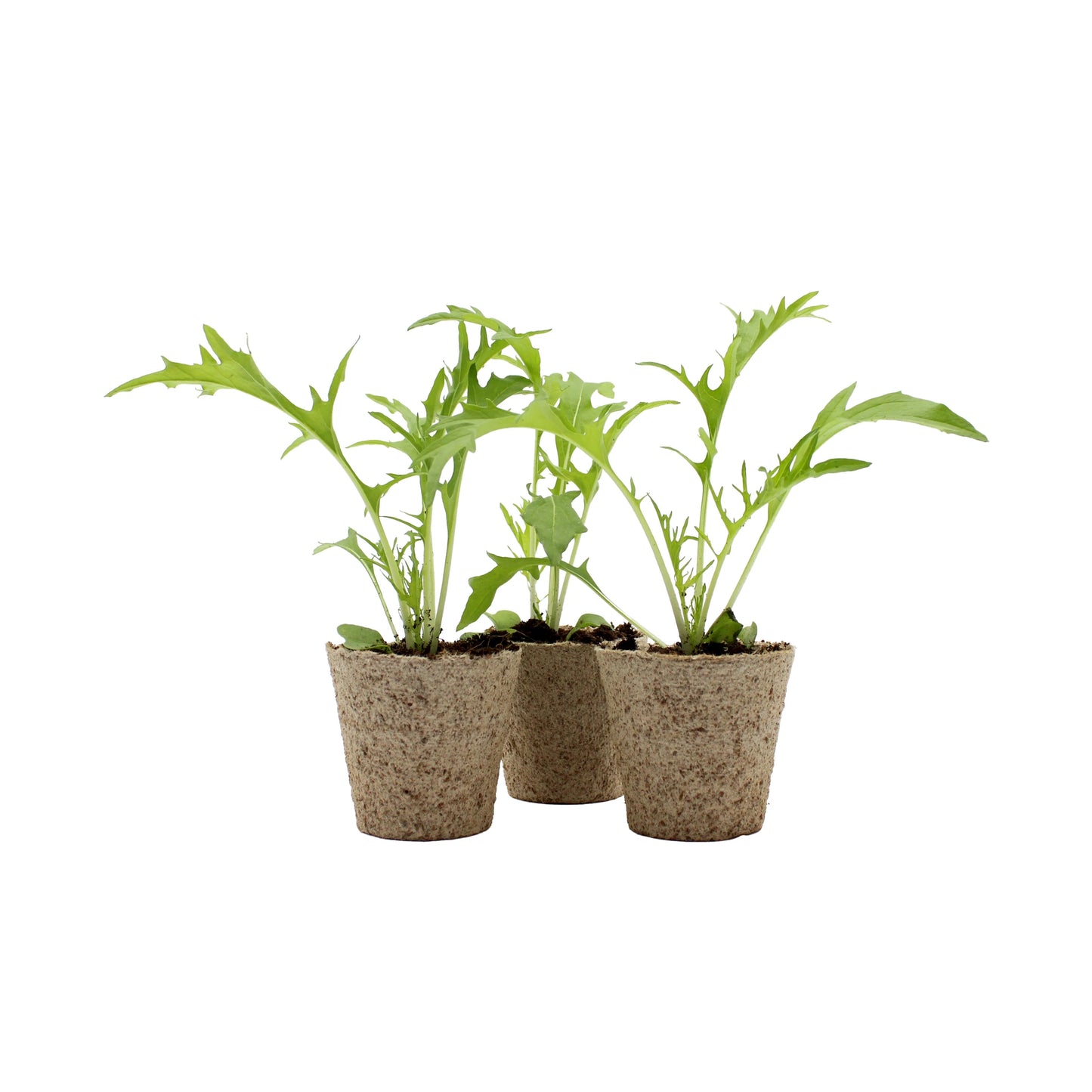 Mizuna (Japanese Mustard Greens) - Set of 3 young plants in biodegradable pots, arranged closely together—ideal starter plants for your kitchen garden.