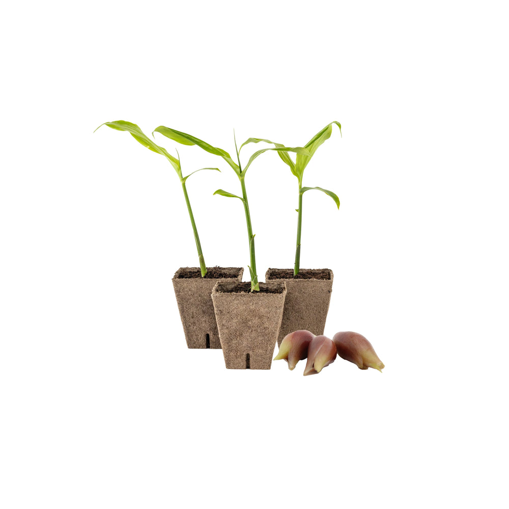 The Myoga Set - Plants x 3 & Ginger Buds includes three young corn plants in biodegradable pots and Japanese ginger buds, all displayed on a white background.
