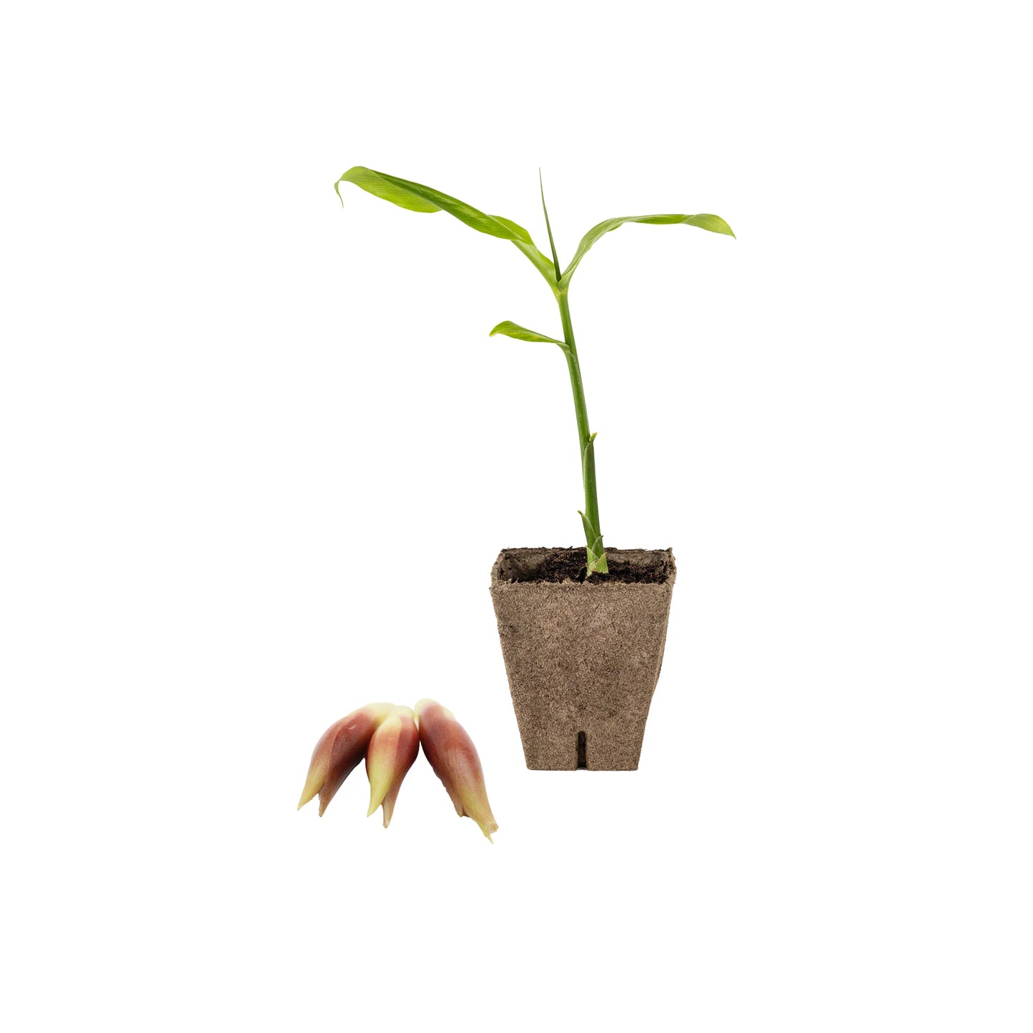 The Myoga Set - Plant & Ginger Buds features a corn plant in a biodegradable pot next to three sprouted corn seeds and a young ginger plant, all arranged on a white background.