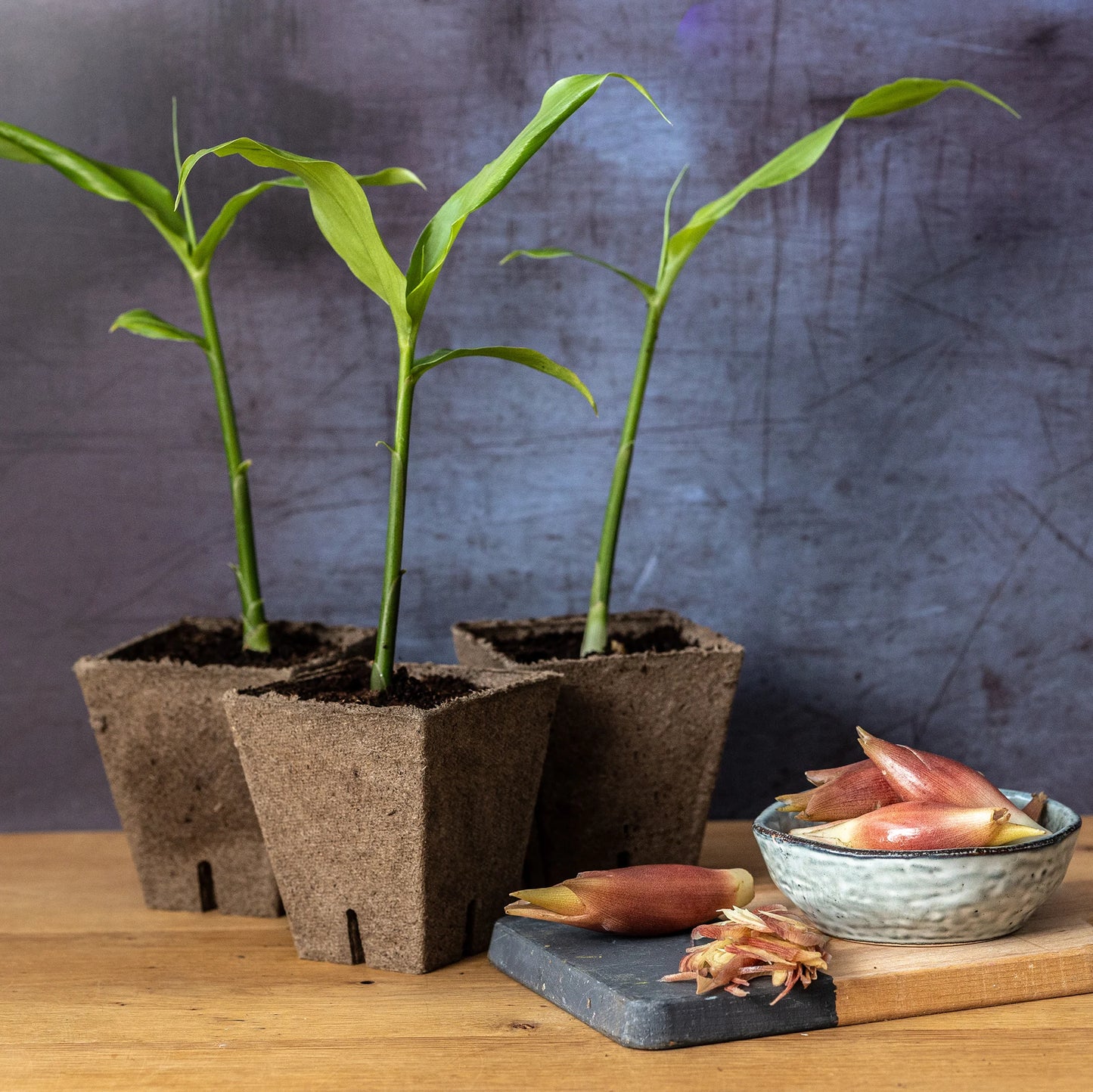 The Myoga Set includes three young ginger plants in soil pots on a wooden surface, next to a bowl and board featuring several fresh myoga (Japanese ginger) buds.