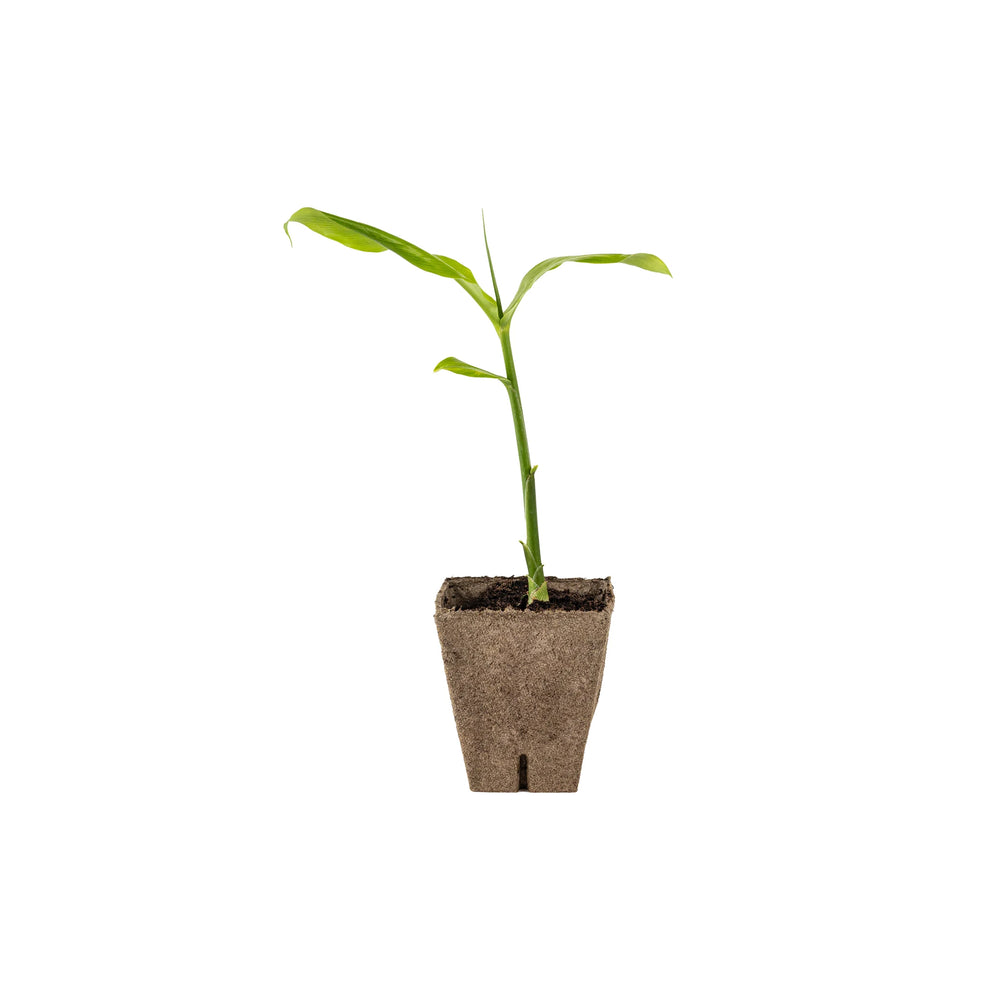 A Myoga Japanese Ginger Plant, prized in Japanese cuisine, grows in a small brown biodegradable pot set against a white background.