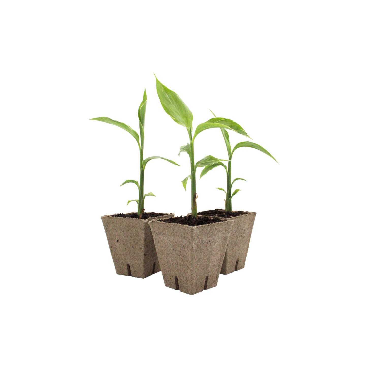 Three young Myoga Ginger Plant - White Feather, known for their edible flower buds, are growing in biodegradable pots on a white background.