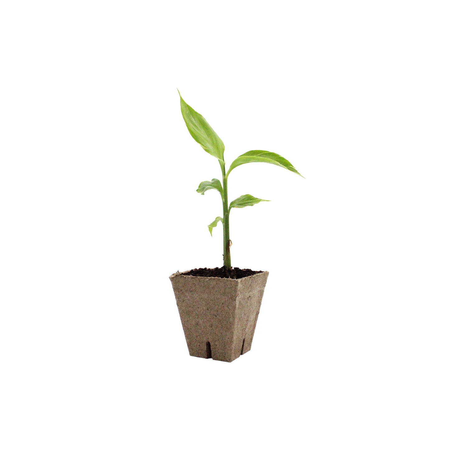 A small Myoga Ginger Plant - White Feather with several leaves grows in a biodegradable pot filled with soil, isolated on white. This Japanese ginger variety is valued for its edible flower buds.