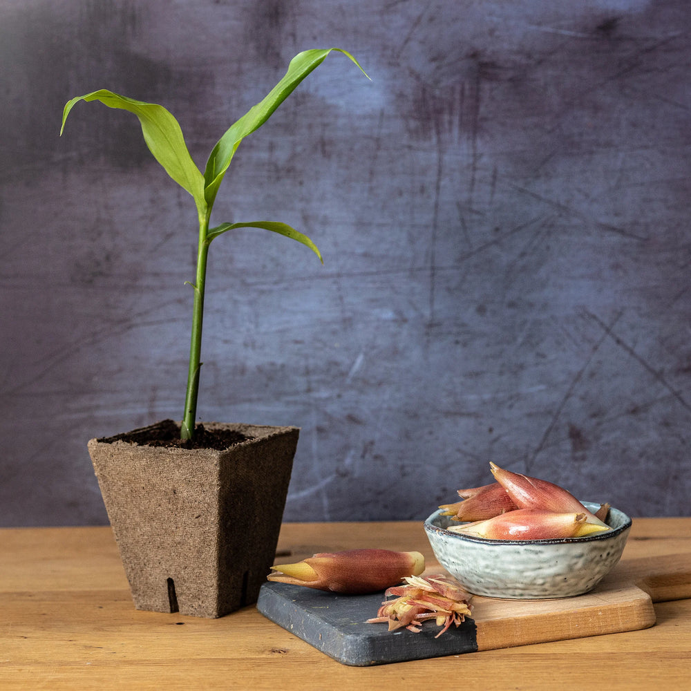 The Myoga Set - Plant & Ginger Buds features a young corn plant in a biodegradable pot beside a bowl and board with several Japanese ginger (myoga) flower buds on a wooden surface.