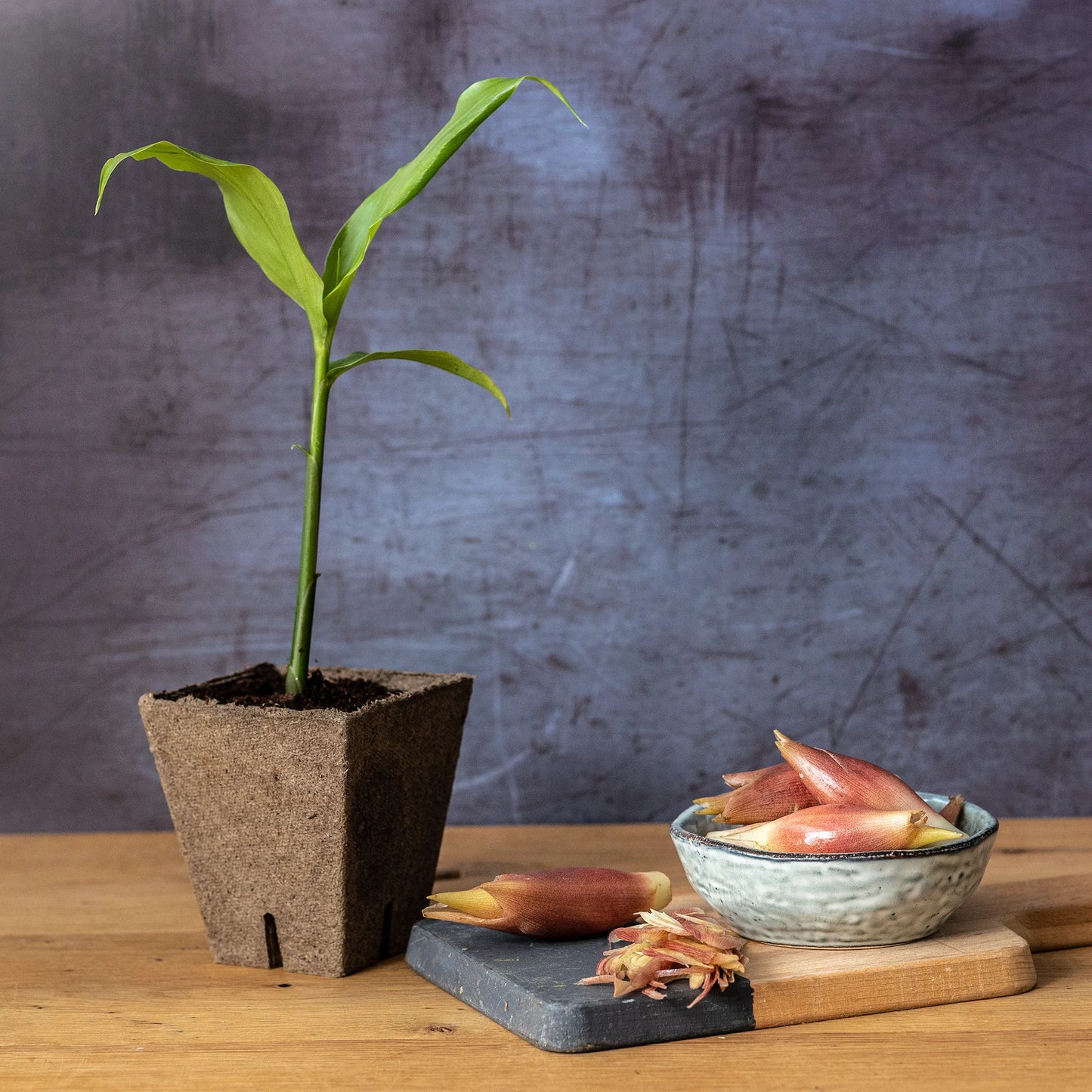 The Myoga Set - Plant & Ginger Buds features a young corn plant in a biodegradable pot beside a bowl and board with several Japanese ginger (myoga) flower buds on a wooden surface.
