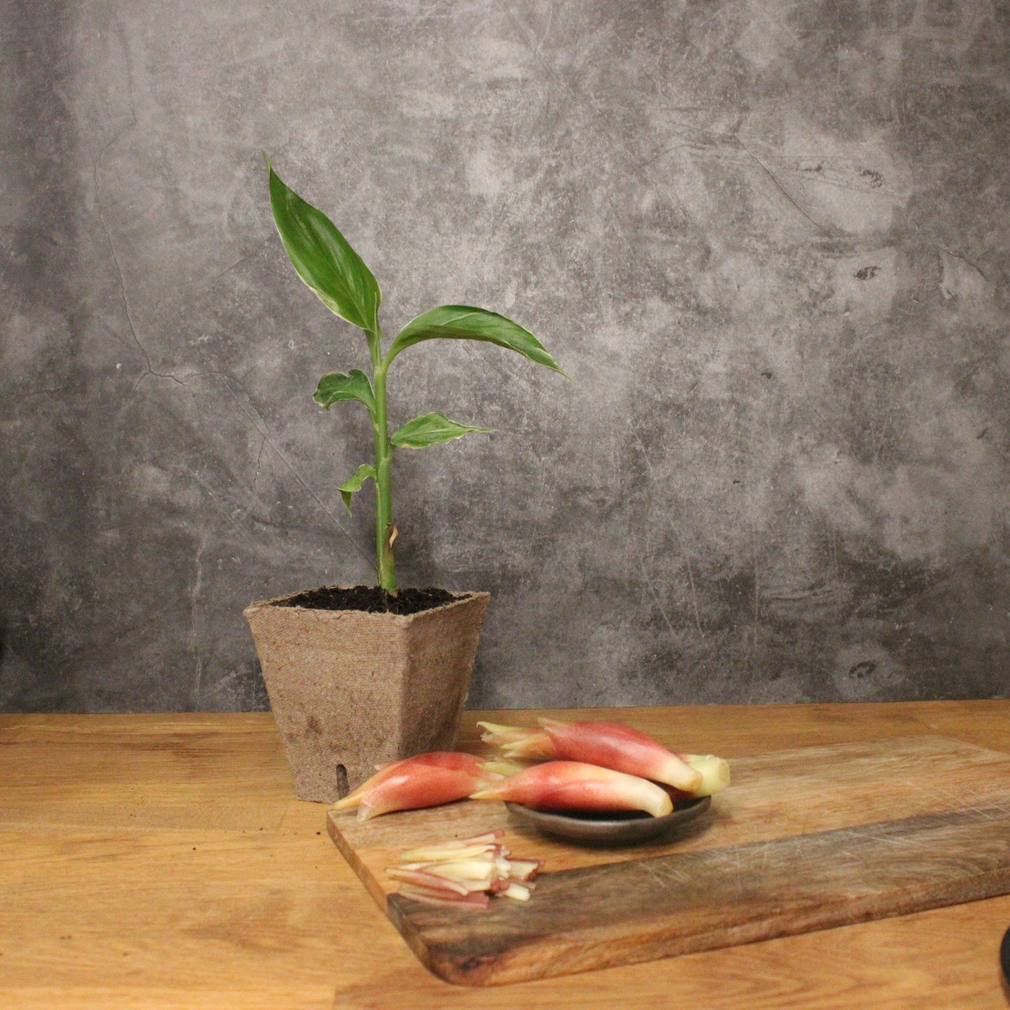 The Myoga Set - White Feather Plant & Ginger Buds from the Zingiberaceae family rests on a wooden surface beside a small plate and cutting board with both sliced and whole ginger rhizomes.