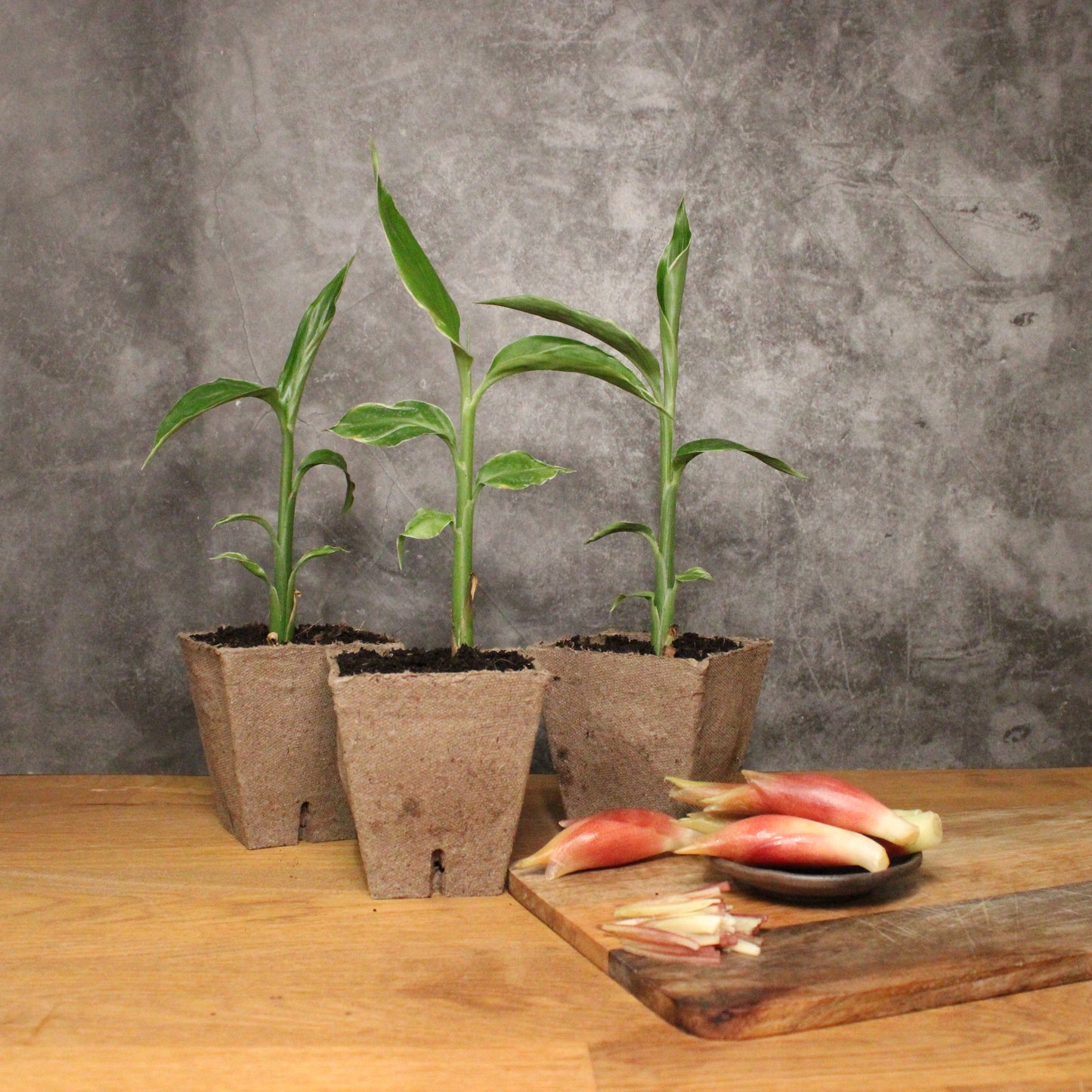 The Myoga Set - White Feather Plants x 3 & Ginger Buds features three young White Feather myoga plants in biodegradable pots beside a plate and cutting board with freshly harvested myoga ginger buds from the Zingiberaceae family.