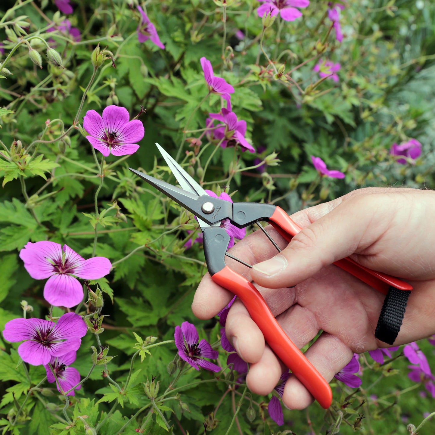 
                  
                    A hand holds Niwaki Garden Snips with red handles near a cluster of purple flowers and green foliage in an outdoor garden, ideal for harvesting herbs.
                  
                
