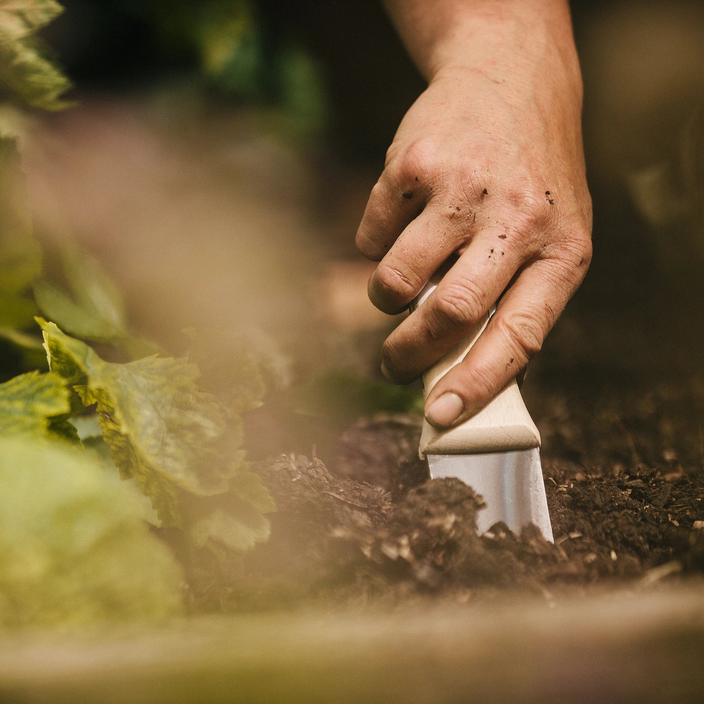 
                  
                    A hand uses a Niwaki Hori Hori Pro garden digging knife to dig soil beside green leafy plants.
                  
                