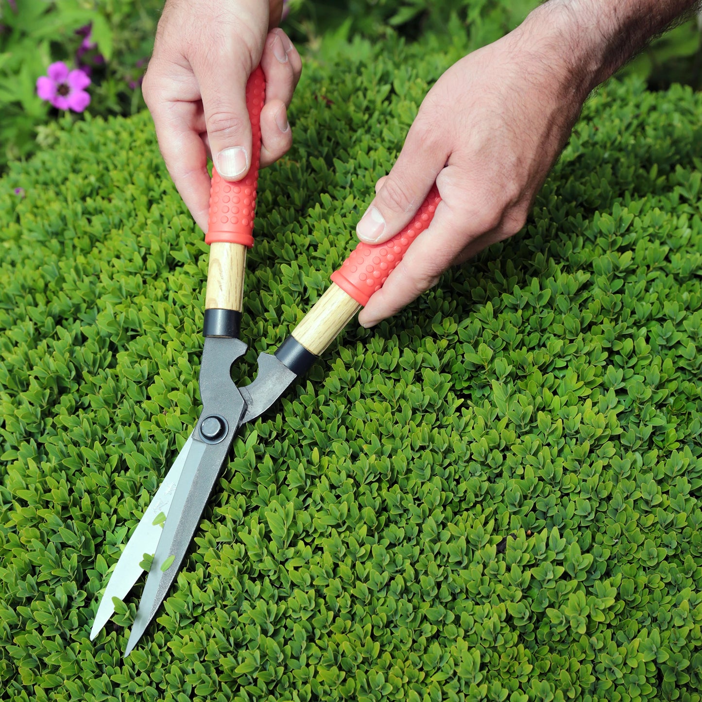
                  
                    Close-up of hands using Niwaki Mini Garden Shears with red handles to trim a green hedge, with a small purple flower in the background.
                  
                