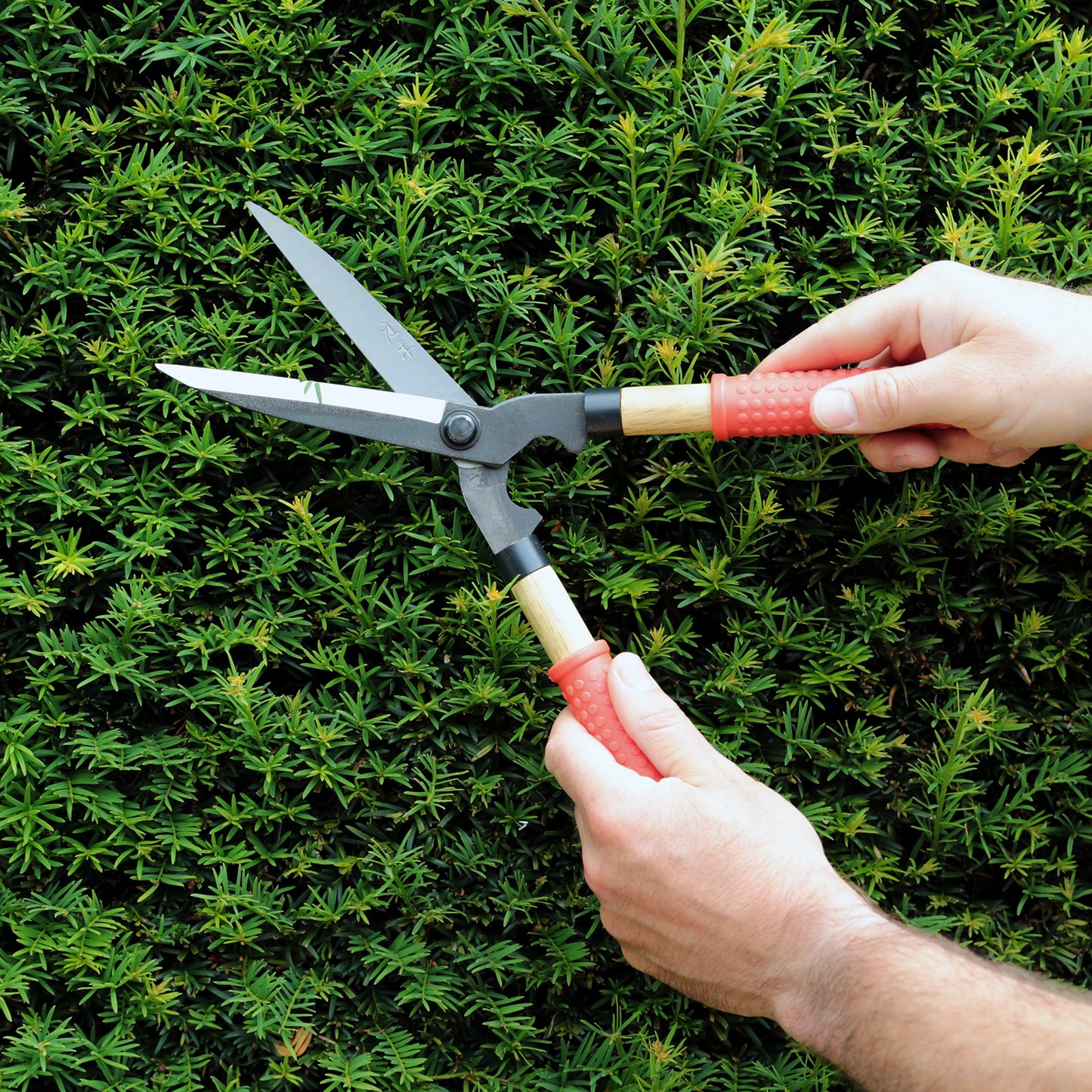 
                  
                    Hands using Niwaki Mini Garden Shears with red handles to trim a green hedge, demonstrating the precision of these quality garden tools in use.
                  
                
