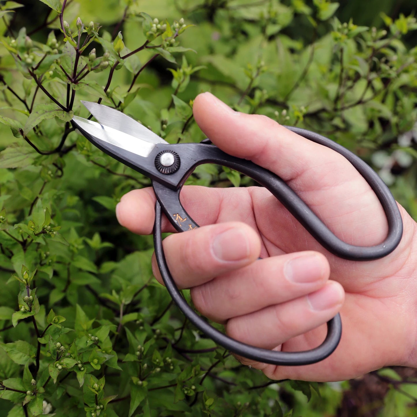 
                  
                    A hand uses Niwaki Sentei Garden Scissors to cut a small stem from a leafy green plant.
                  
                