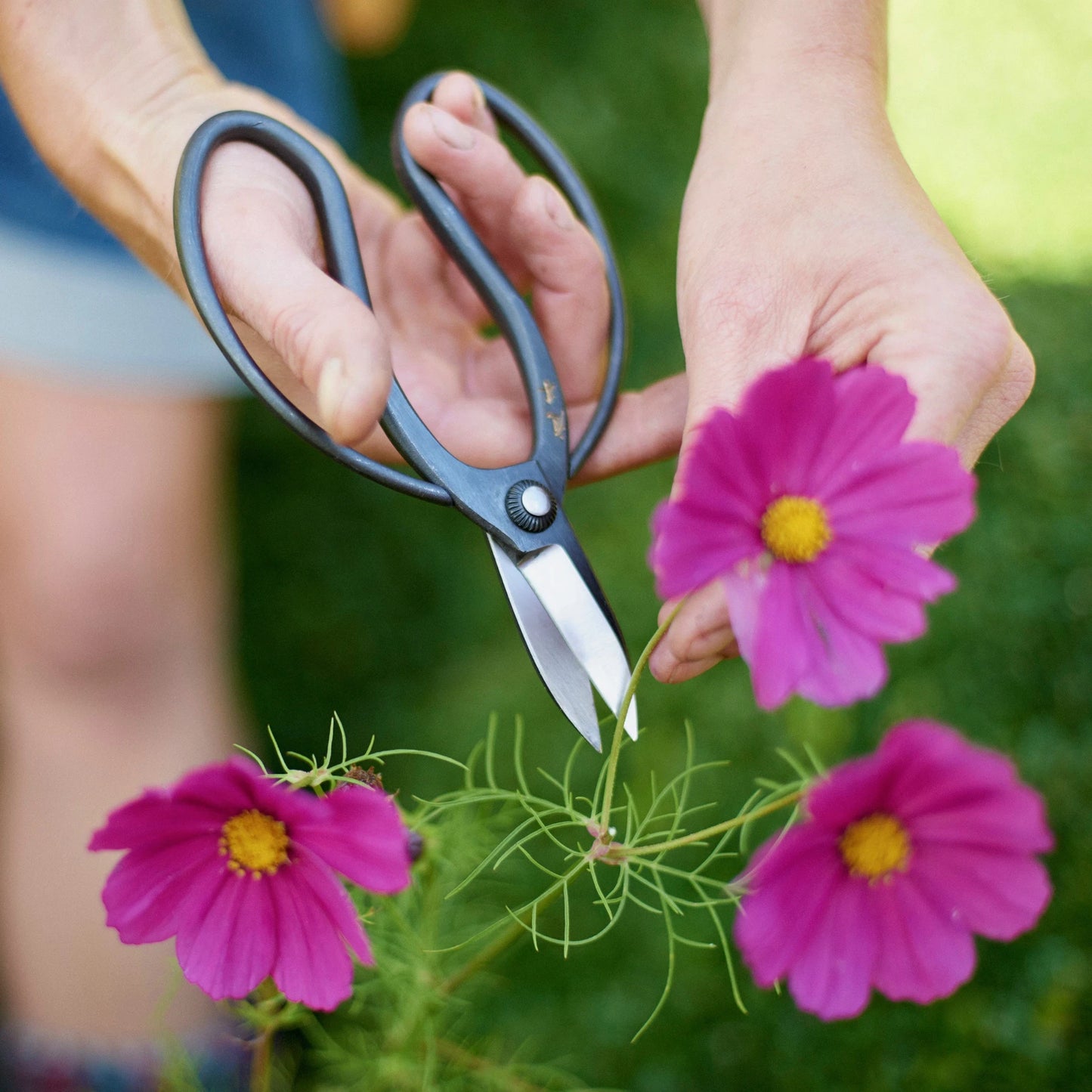 
                  
                    Using Niwaki Sentei Garden Scissors, a person trims the stem of a pink flower surrounded by two other flowers and green foliage.
                  
                
