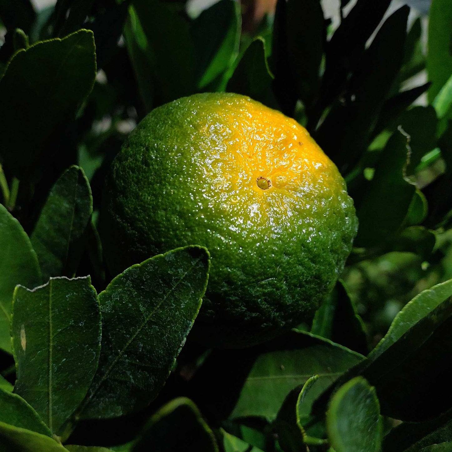 Fresh Ponkan Fruit