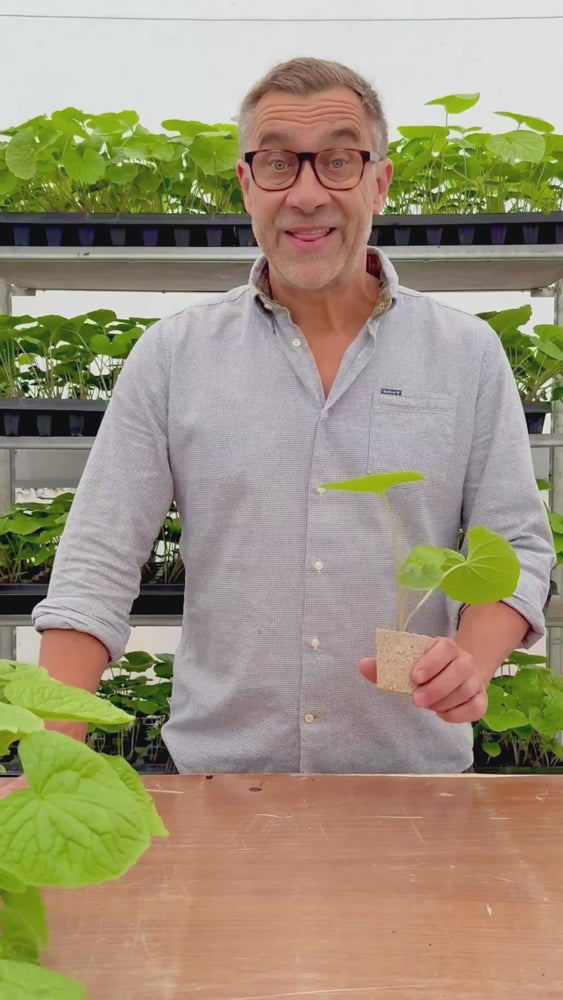 
                  
                    Load and play video in Gallery viewer, Fresh Wasabi Pro &amp;amp; Grow Kit
                  
                