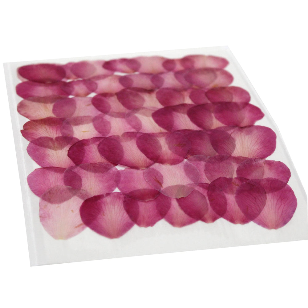 Red Camelia Petals, Dried & Edible - 100, are carefully arranged in neat rows on a white sheet of paper.