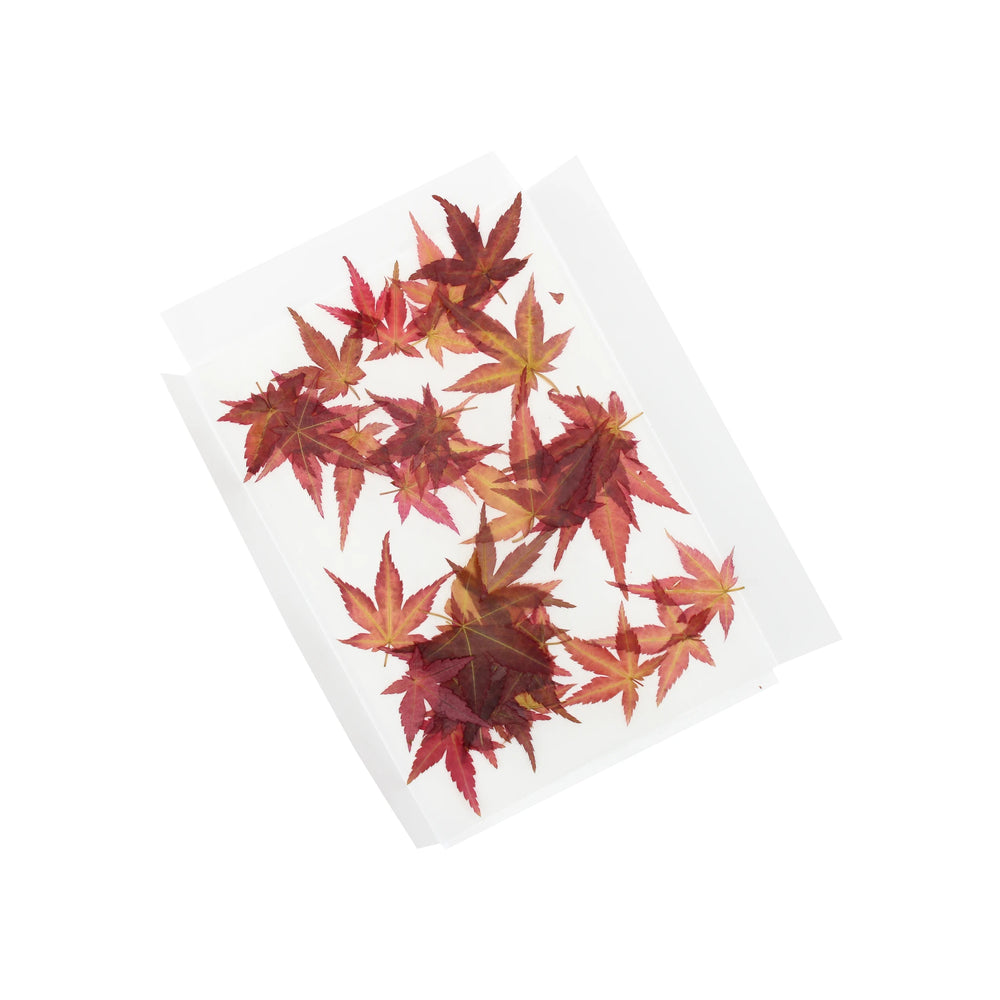 Dried Edible Maple Leaves - 100: A transparent sheet featuring 100 edible, pesticide-free Japanese maple leaves arranged in a scattered pattern on a white background.