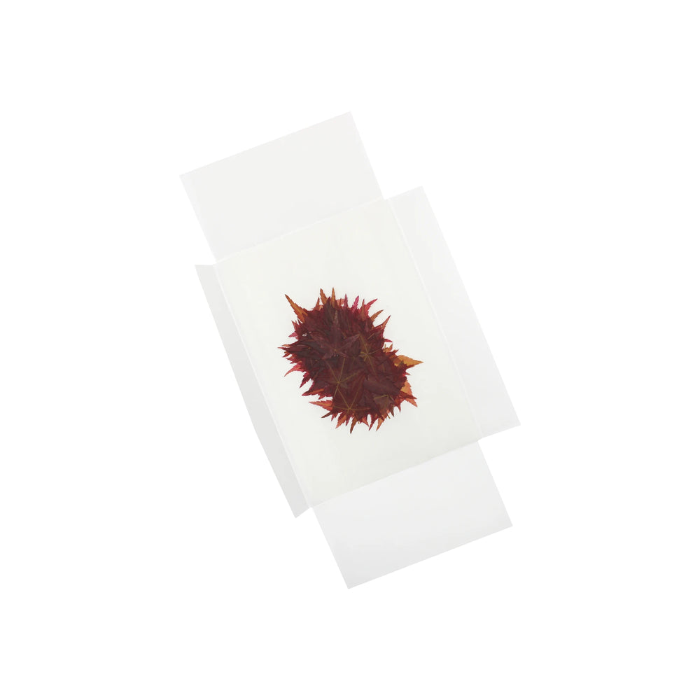 
                  
                    A set of 100 dried edible maple leaves from pesticide-free Japanese maples is carefully pressed and displayed between transparent glass slides on a white background.
                  
                