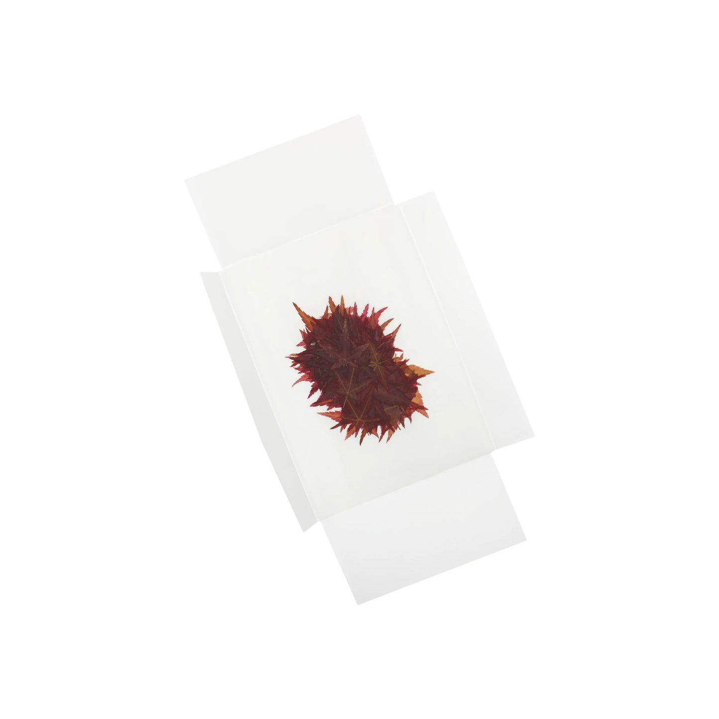 
                  
                    A set of 100 dried edible maple leaves from pesticide-free Japanese maples is carefully pressed and displayed between transparent glass slides on a white background.
                  
                