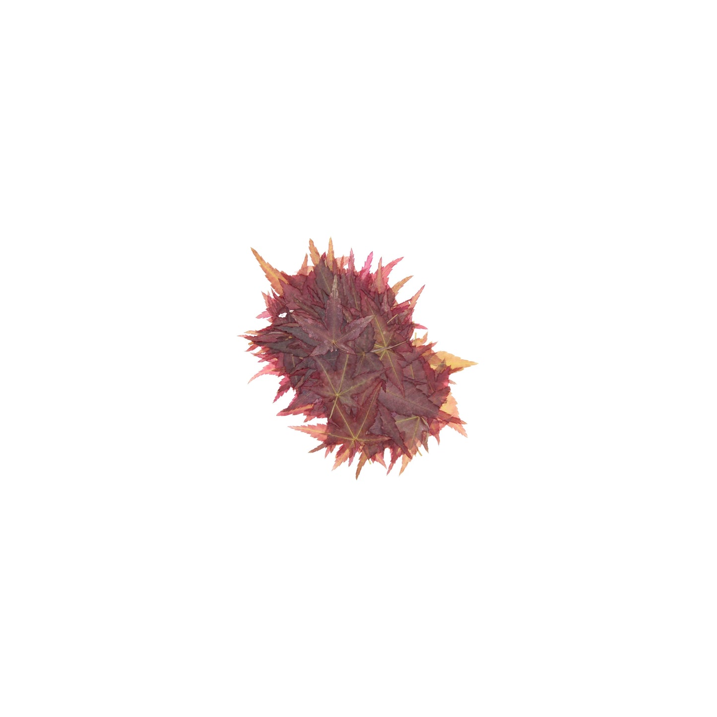 
                  
                    A single dried edible maple leaf from our pack of 100, sourced from pesticide-free Japanese trees, is displayed on a white background to showcase its distinctive shape for creative culinary uses.
                  
                