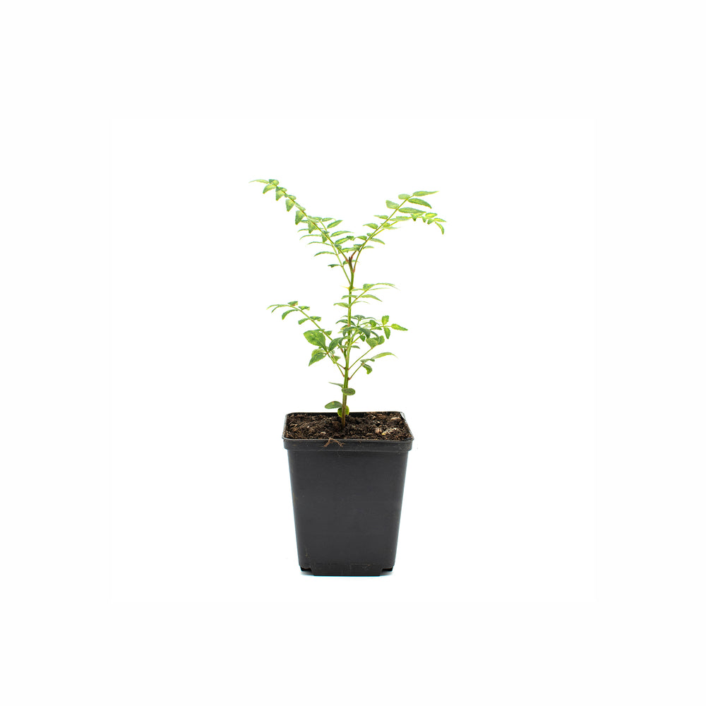 The Sansho Pepper Tree (Zanthoxylum piperitum), a small green plant with multiple branches, is grown in a black plastic pot filled with soil and displayed against a plain white background.