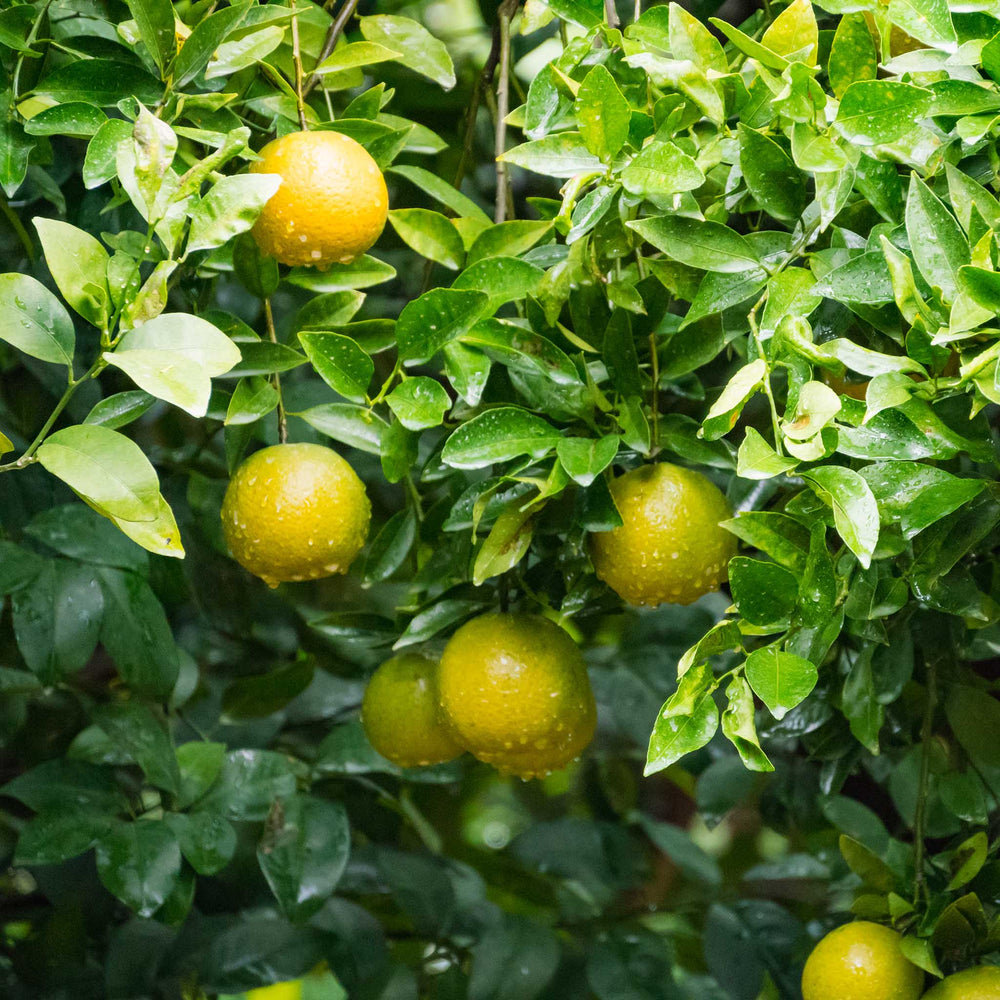 Fresh Shikuwasa Fruit