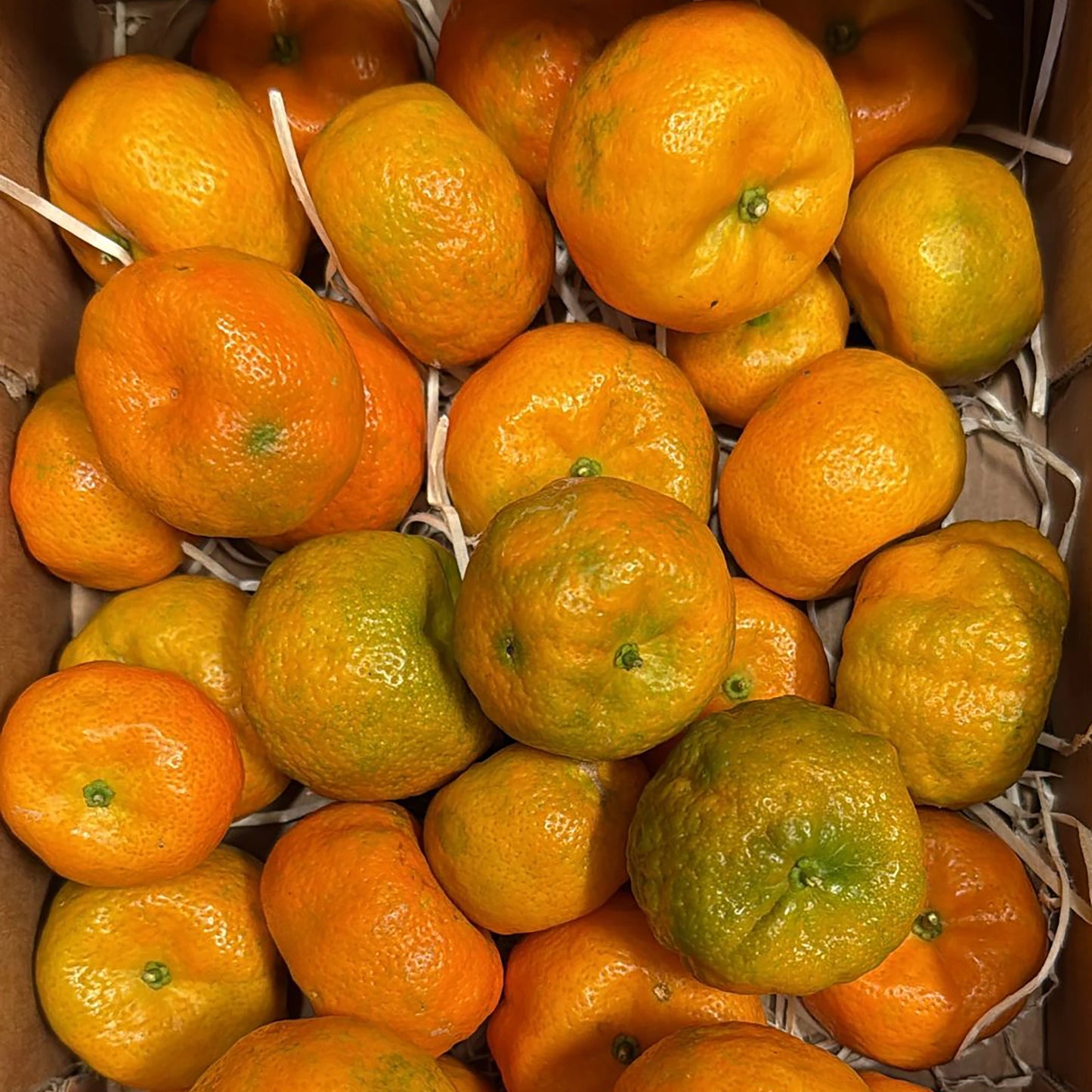 A box of Fresh Shikuwasa Fruit, featuring ripe and partially green Okinawan citrus with occasional bumpy skin, arranged on shredded white packing material.