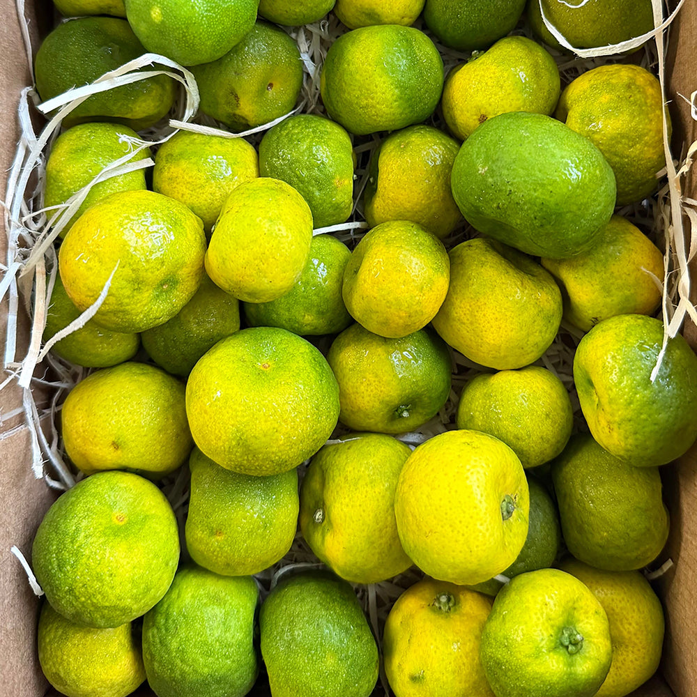 A box of Fresh Shikuwasa Fruit, featuring vibrant Okinawan citrus, arrives nestled in white shredded packing paper.