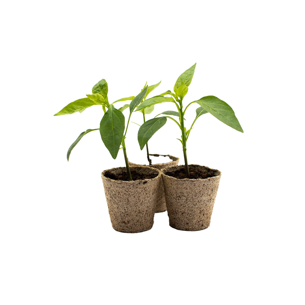 Three Shishito Pepper Plants in biodegradable pots, set against a plain white background—ready to grow and develop their signature mild heat and sweet flavor.