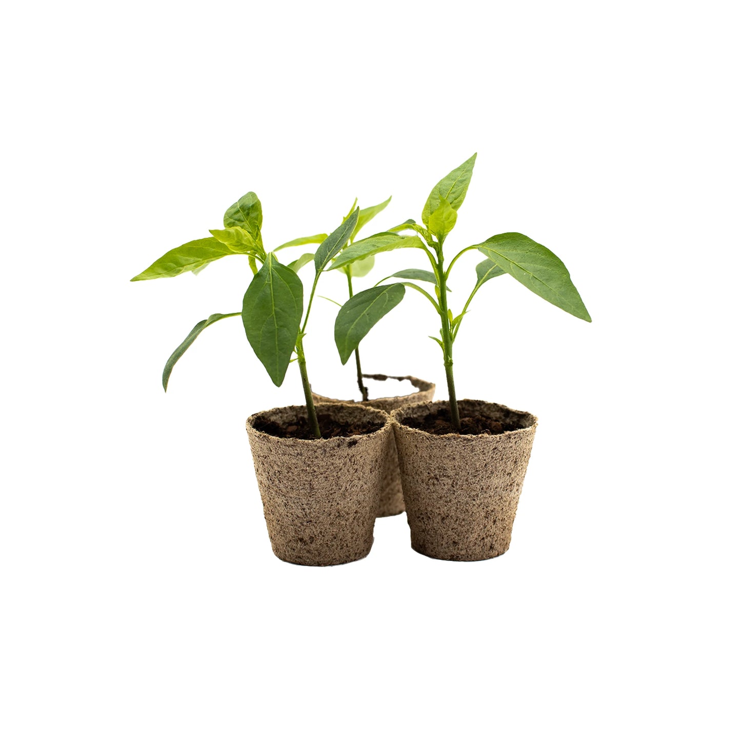Three Shishito Pepper Plants in biodegradable pots, set against a plain white background—ready to grow and develop their signature mild heat and sweet flavor.
