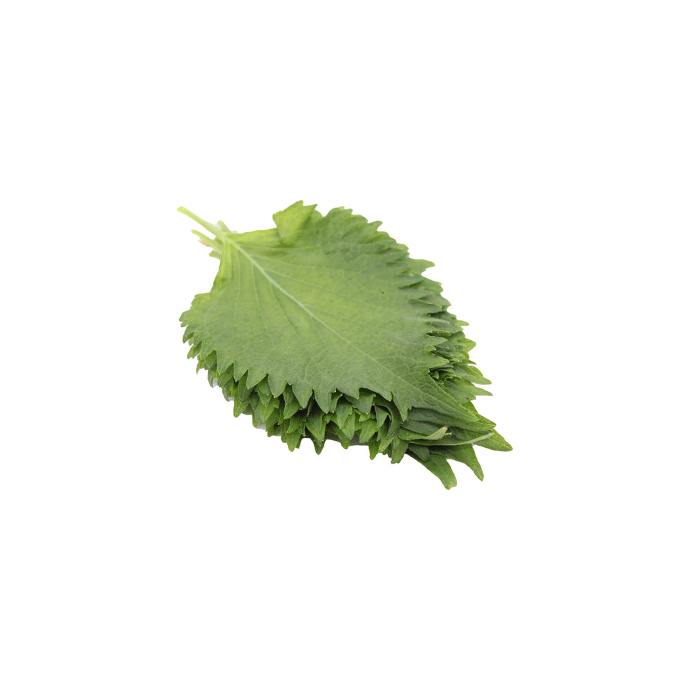 A neat pile of Shiso Leaves - 10 Leaves (Perilla frutescens), popular in Japanese cuisine, displayed on a white background.