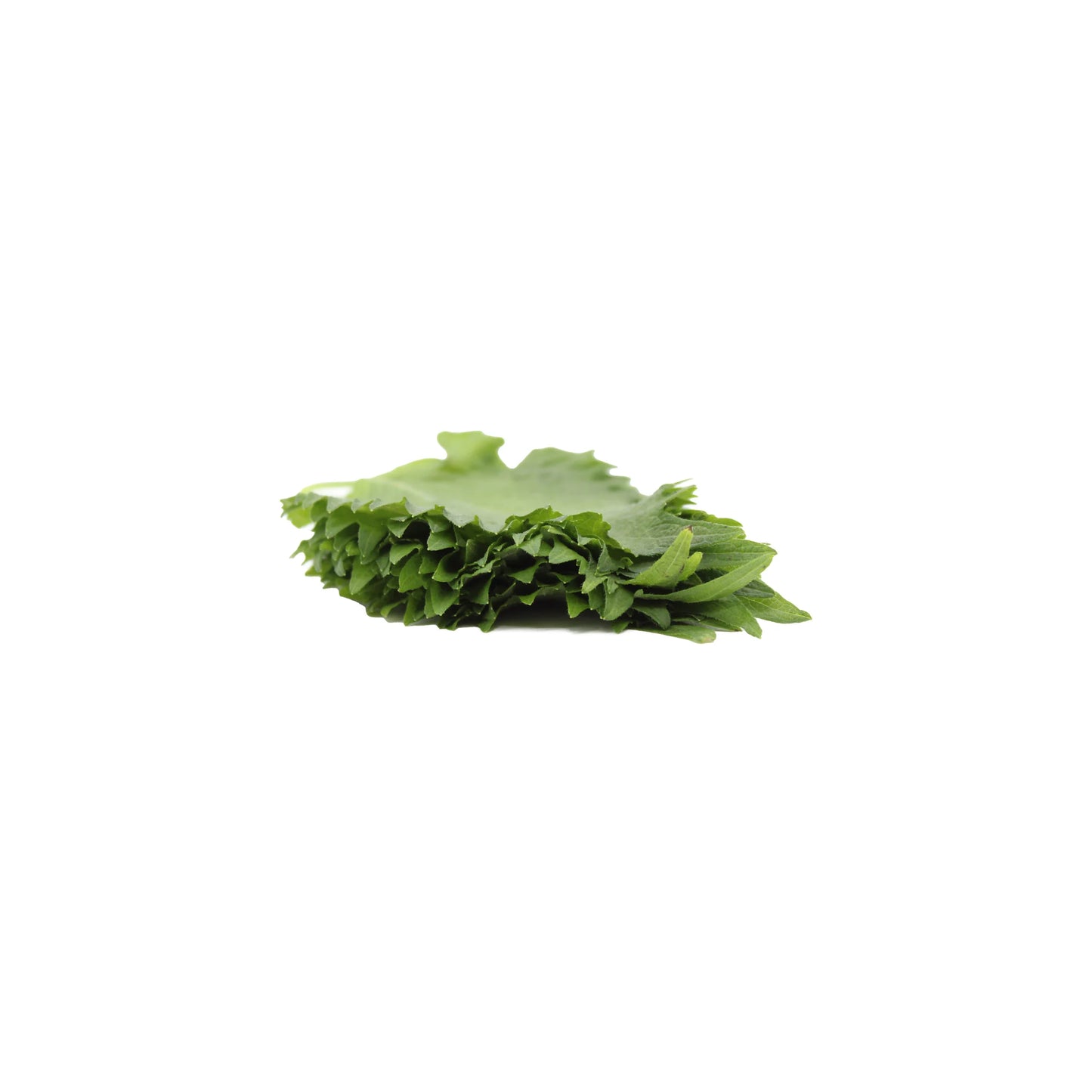 
                  
                    A neat pile of 10 fresh Shiso Leaves (Perilla frutescens), often used in Japanese cuisine, displayed on a white background.
                  
                